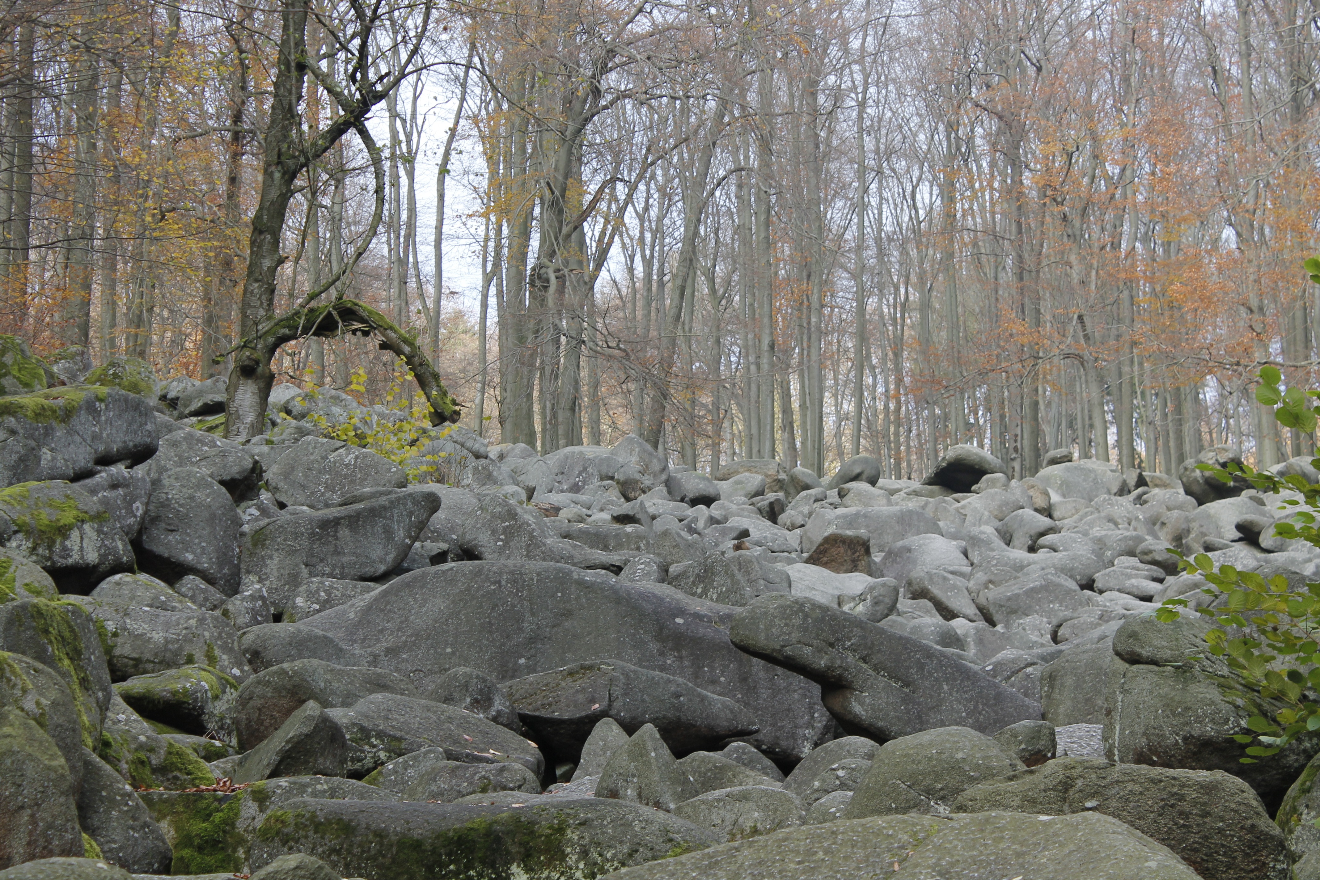 Stone fall. Каменный лес Донбасс. Картина девичий камень. Фото валунов и скал в осеннем лесу. Rock Forest.