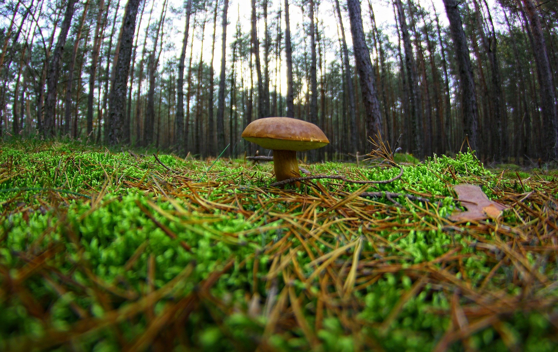 Коричневые грибы в Сосновом лесу ноябре