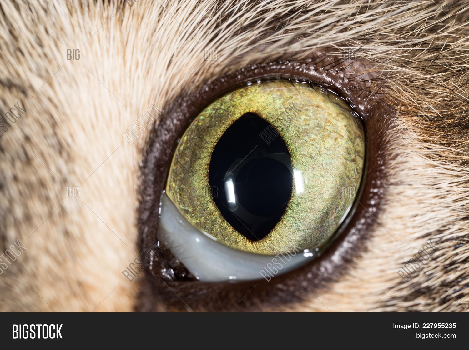 Зрачок глаза кошки