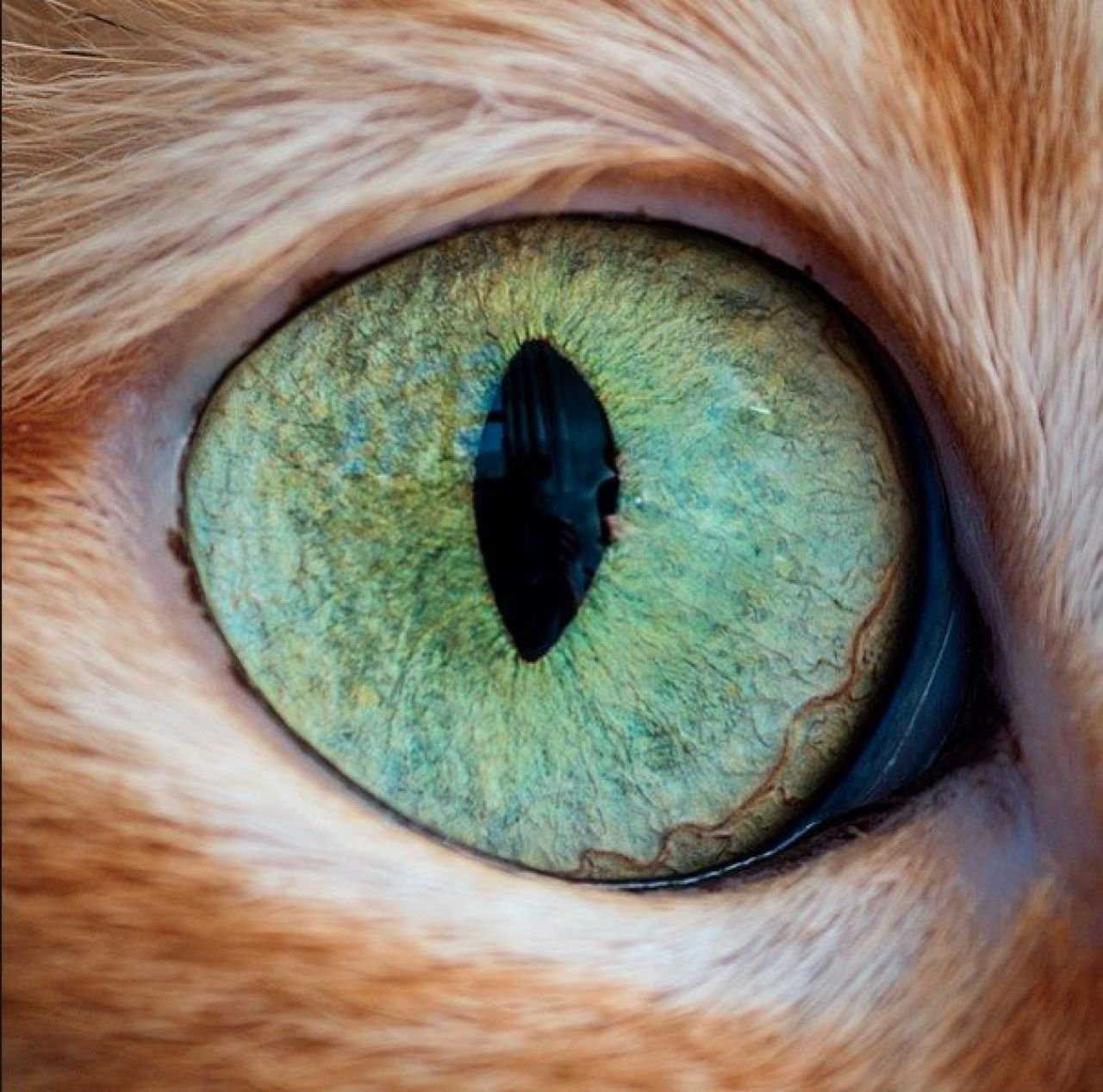 глаза котиков картинки