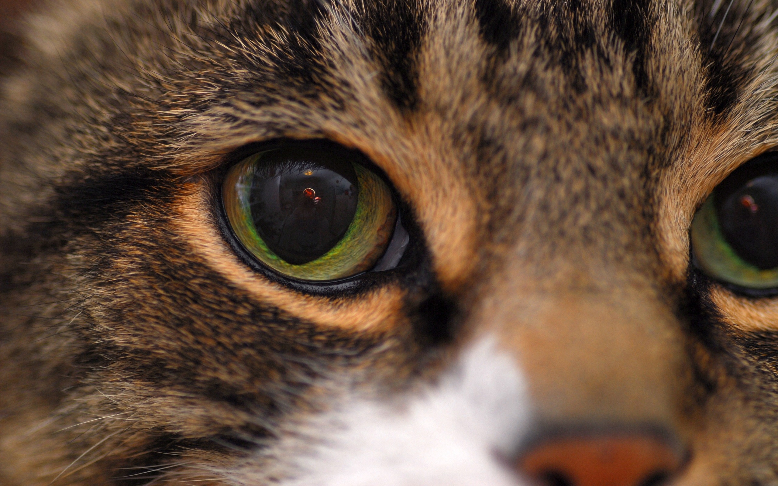Взгляд как у кошки песня. Глаза кошки. Глаза зверя. Красивые глаза животных. Морда кота.