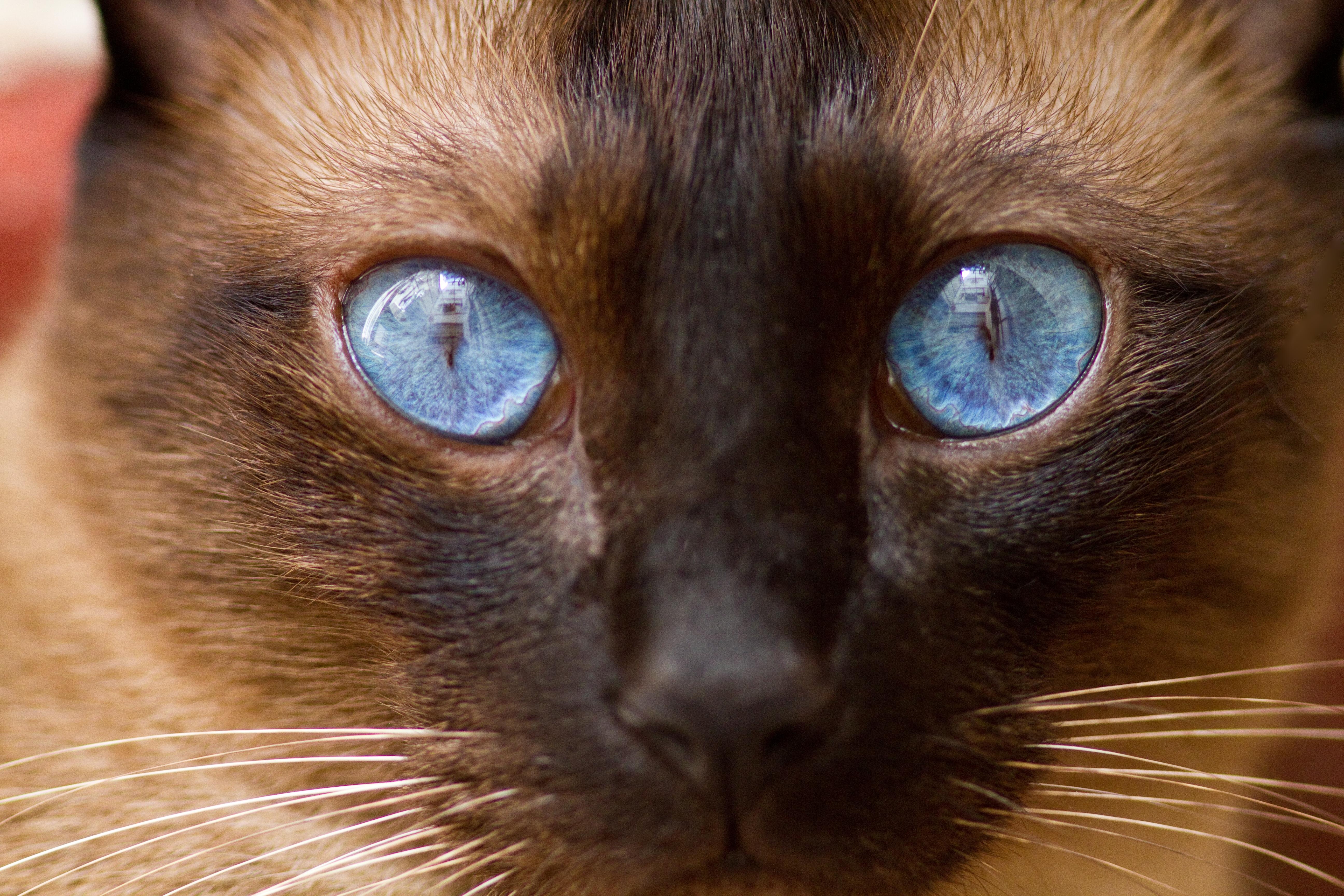 Коричневая кошка с голубыми глазами