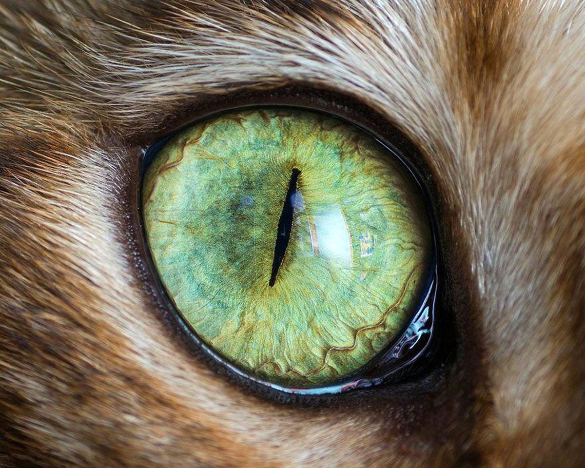 Фото глаза в глаза кошки