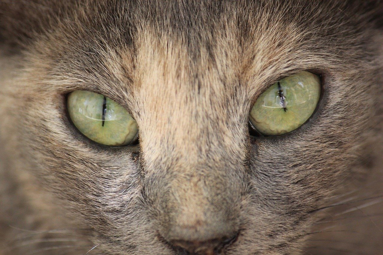 Кошачий глаз фото