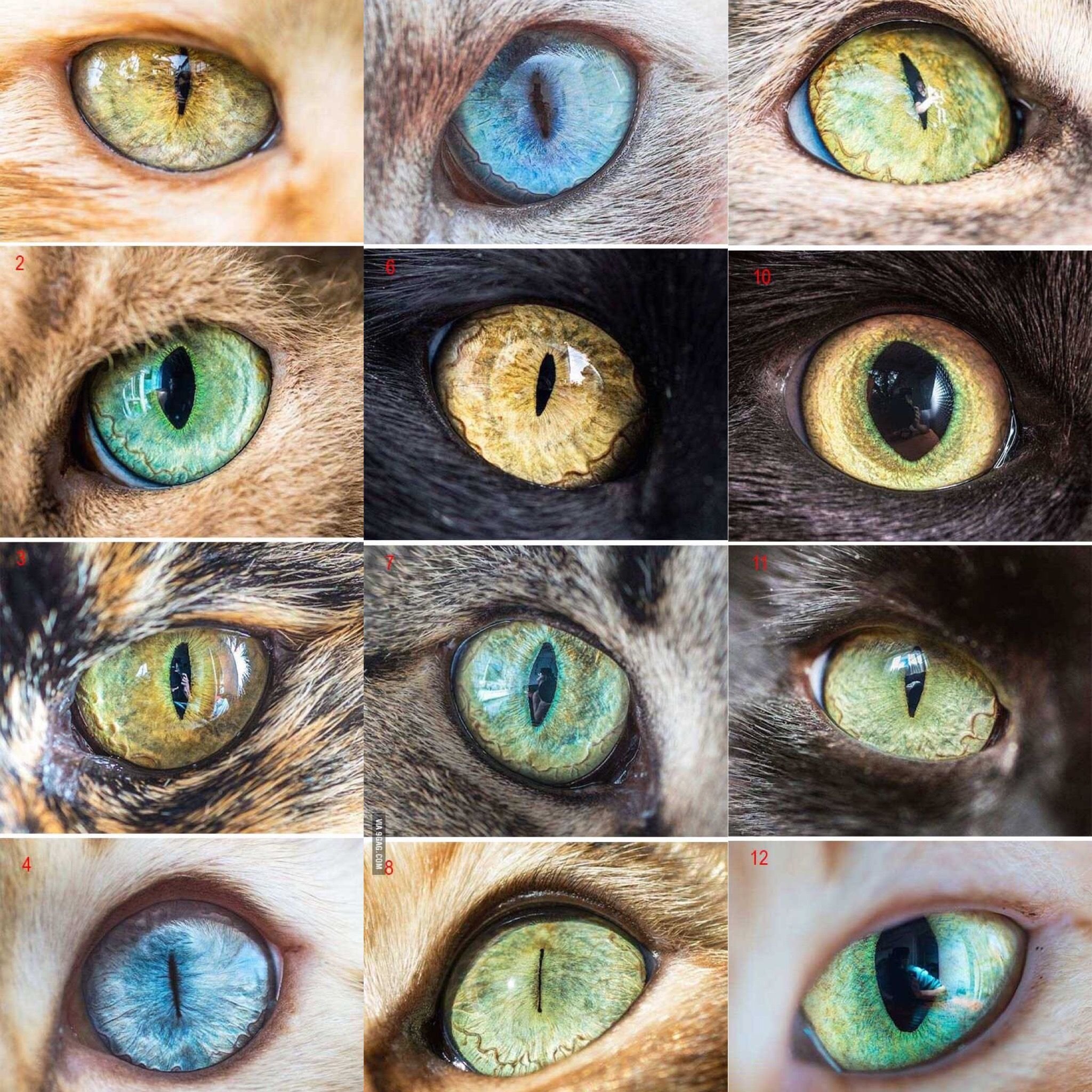 фанфик кошачьи глаза фото 107