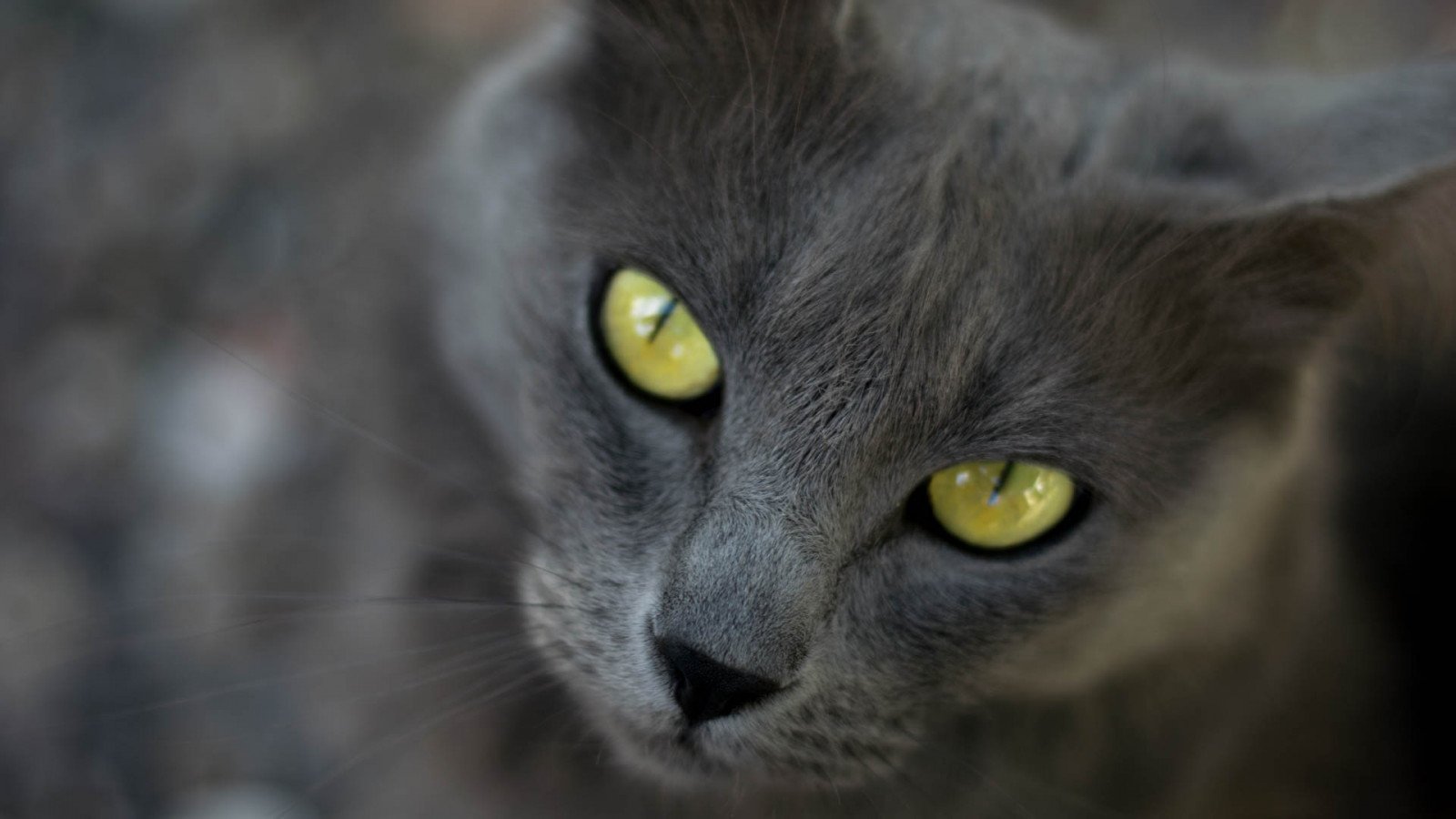 Кошачьи глаза у человека фото