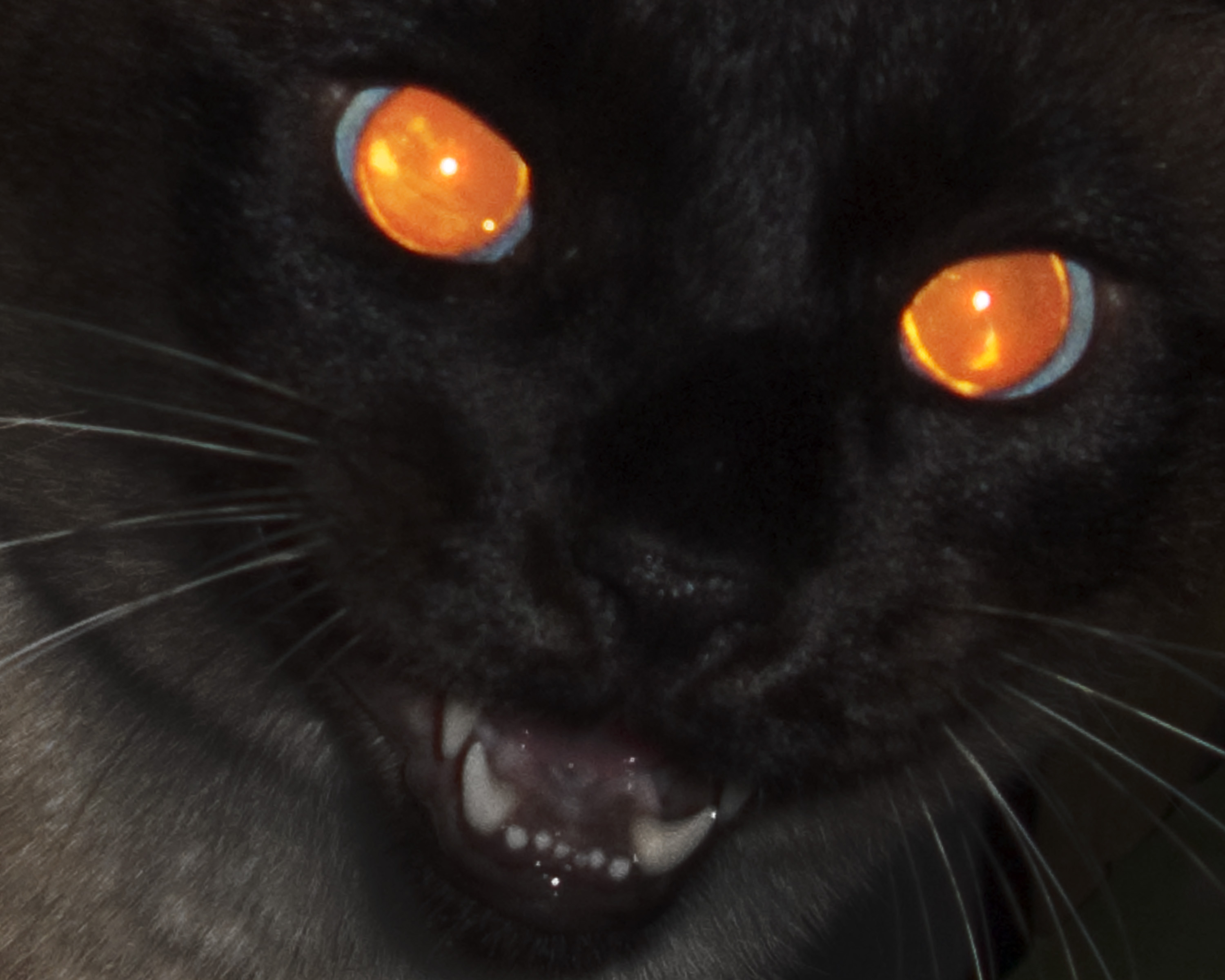 Светящиеся глаза кошки в темноте