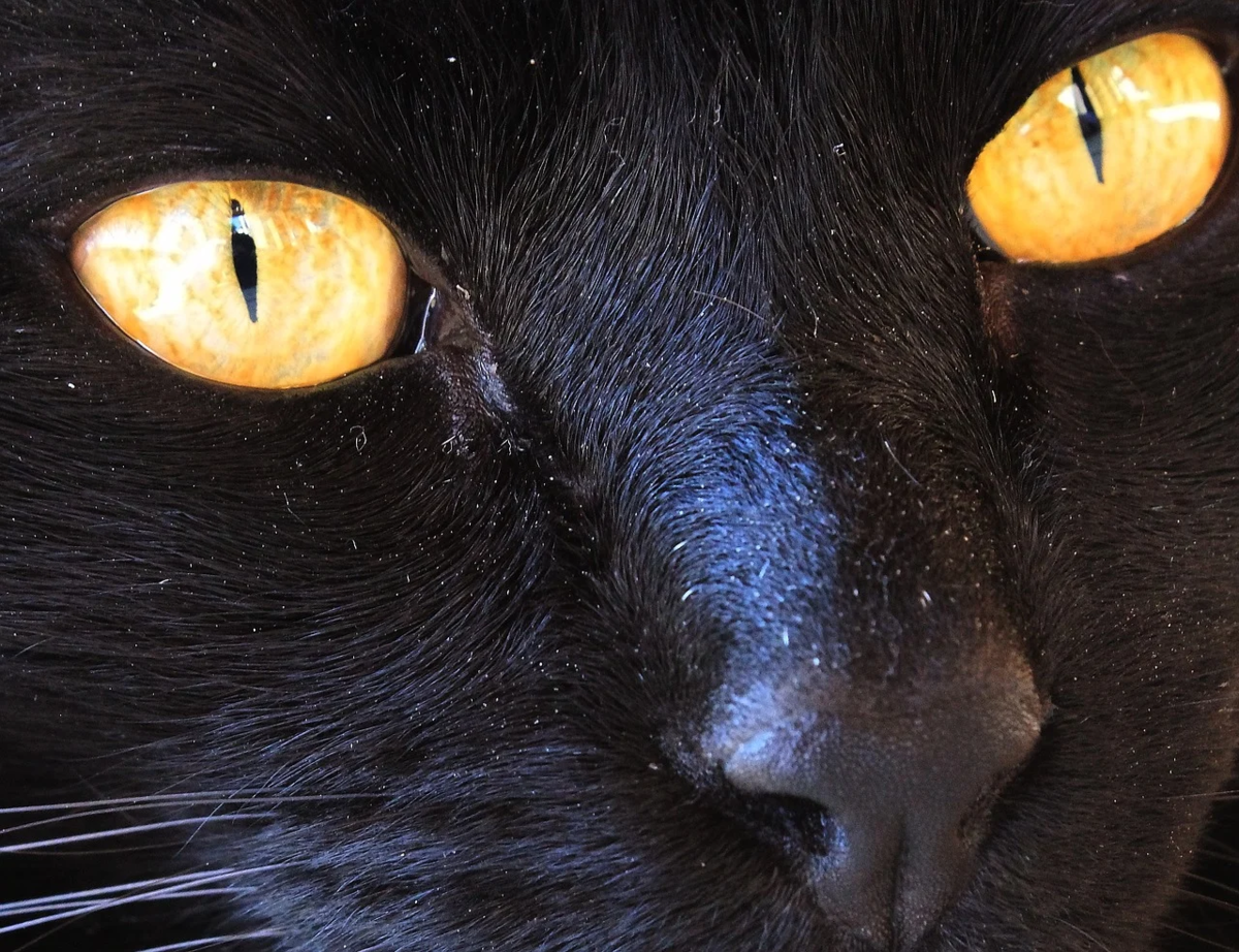 Желтыми как кошачьи глаза какое средство. Черная кошка с желтыми глазами. Зрачок кошки. Глаза кошки. Кошачий глаз.