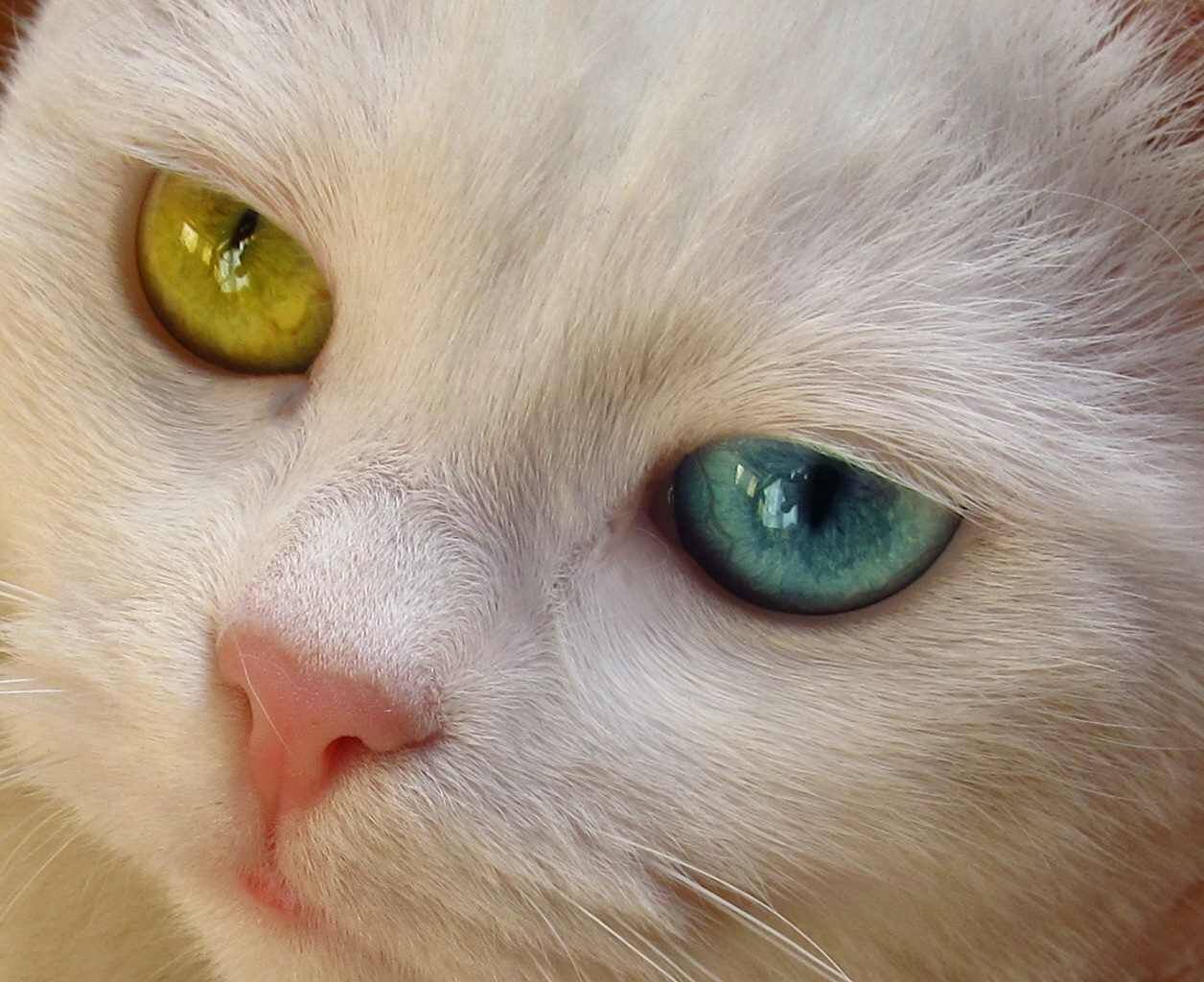 Янтарные Глаза У Кошки