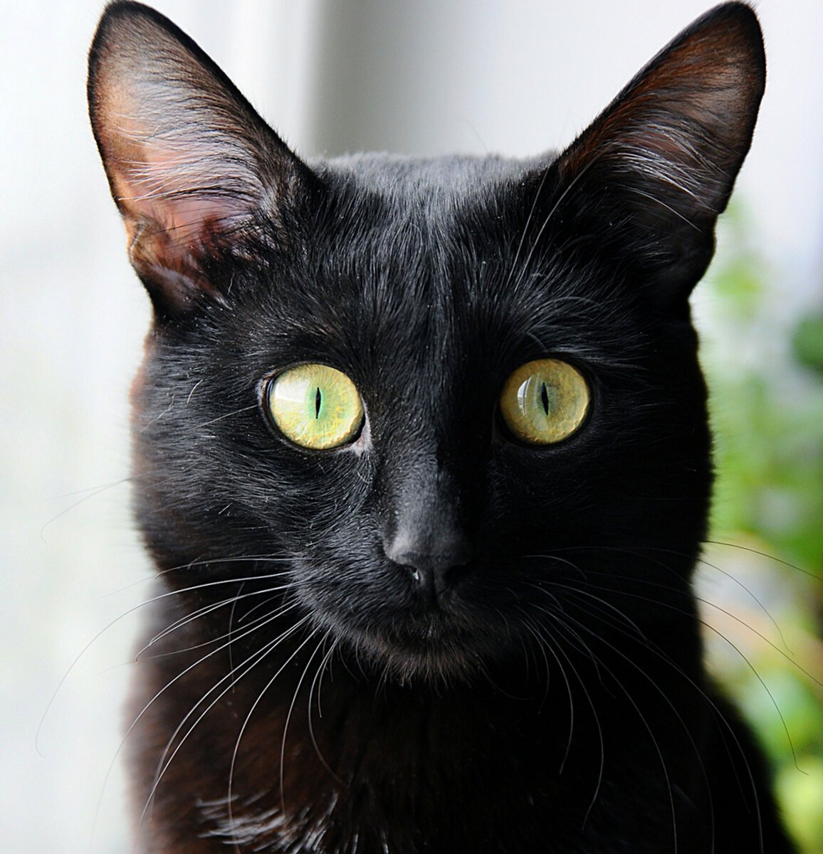 Бомбейская кошка с желтыми глазами
