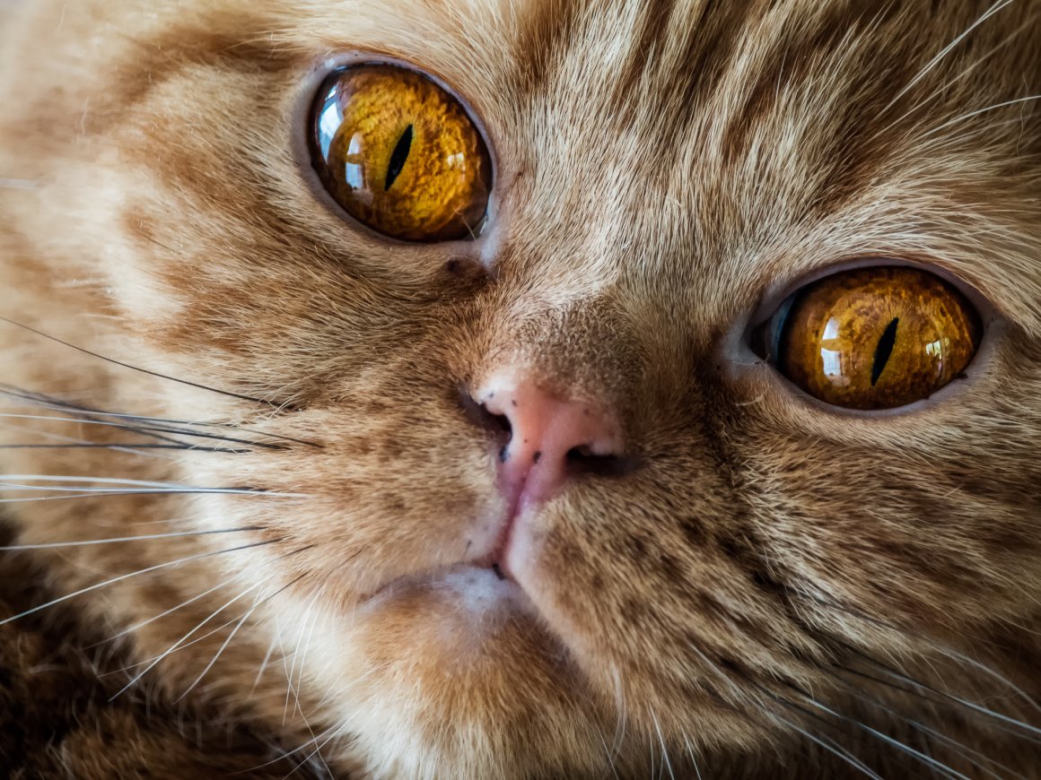 Янтарные Глаза У Кошки