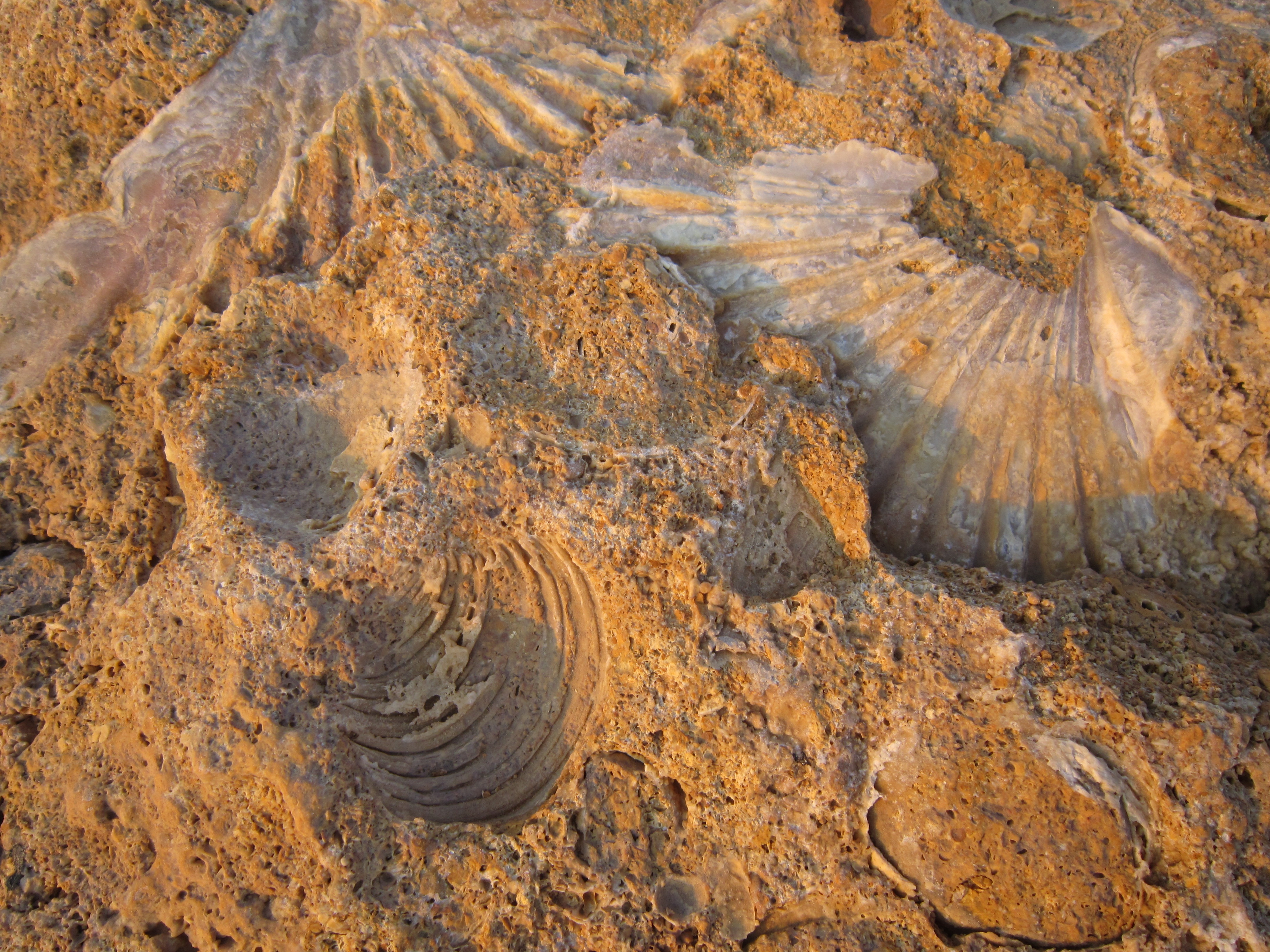 Моллюски в почве. Fossil окаменелости. Окаменелости океана Тетис. Древнее море Тетис окаменелости. Окаменелые устрицы моллюск.