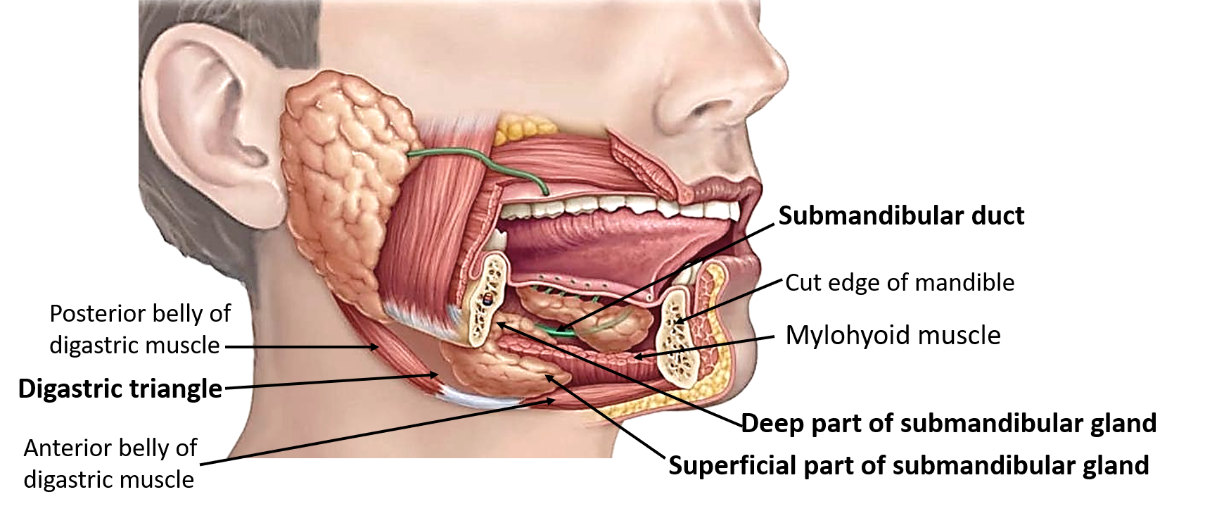 Канал слюна. Подъязычная железа анатомия. Слюнные железы анатомия. Проток подчелюстной слюнной железы. Подчелюстная железа анатомия.