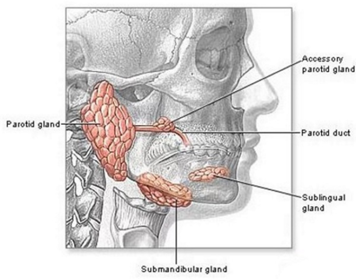 Околоушная железа является железой. Околоушная слюнная железа анатомия. Кт анатомия слюнных желез.