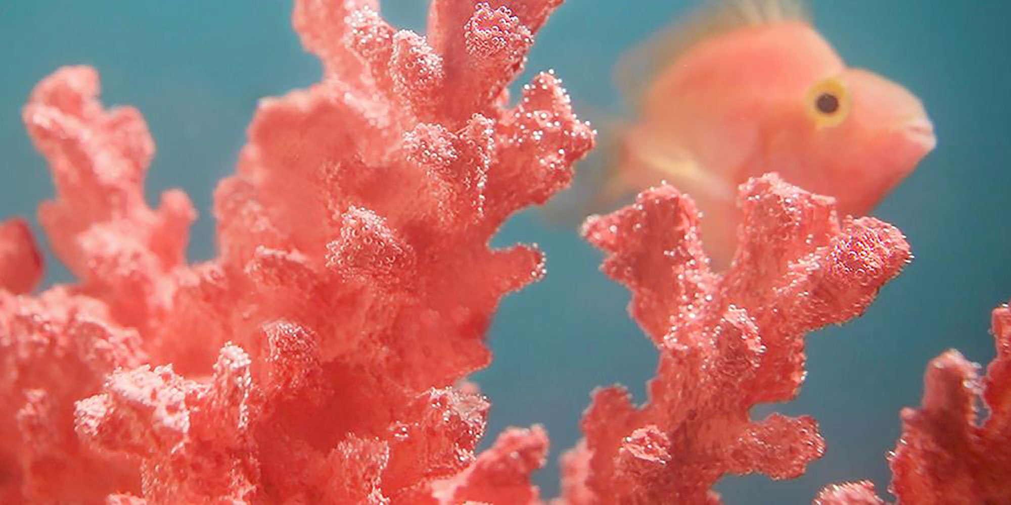 коралловый цвет фото