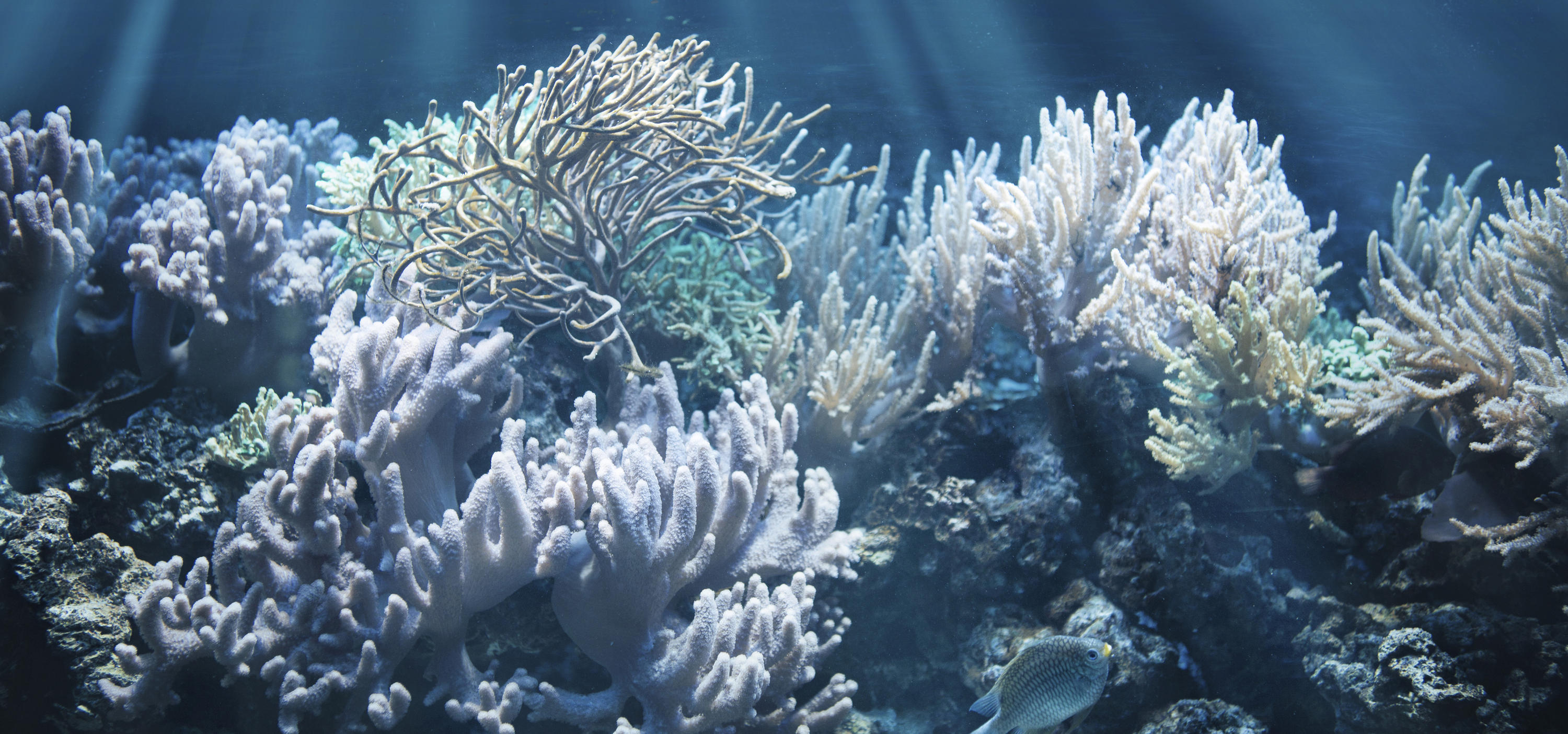 Белые коралловые рифы