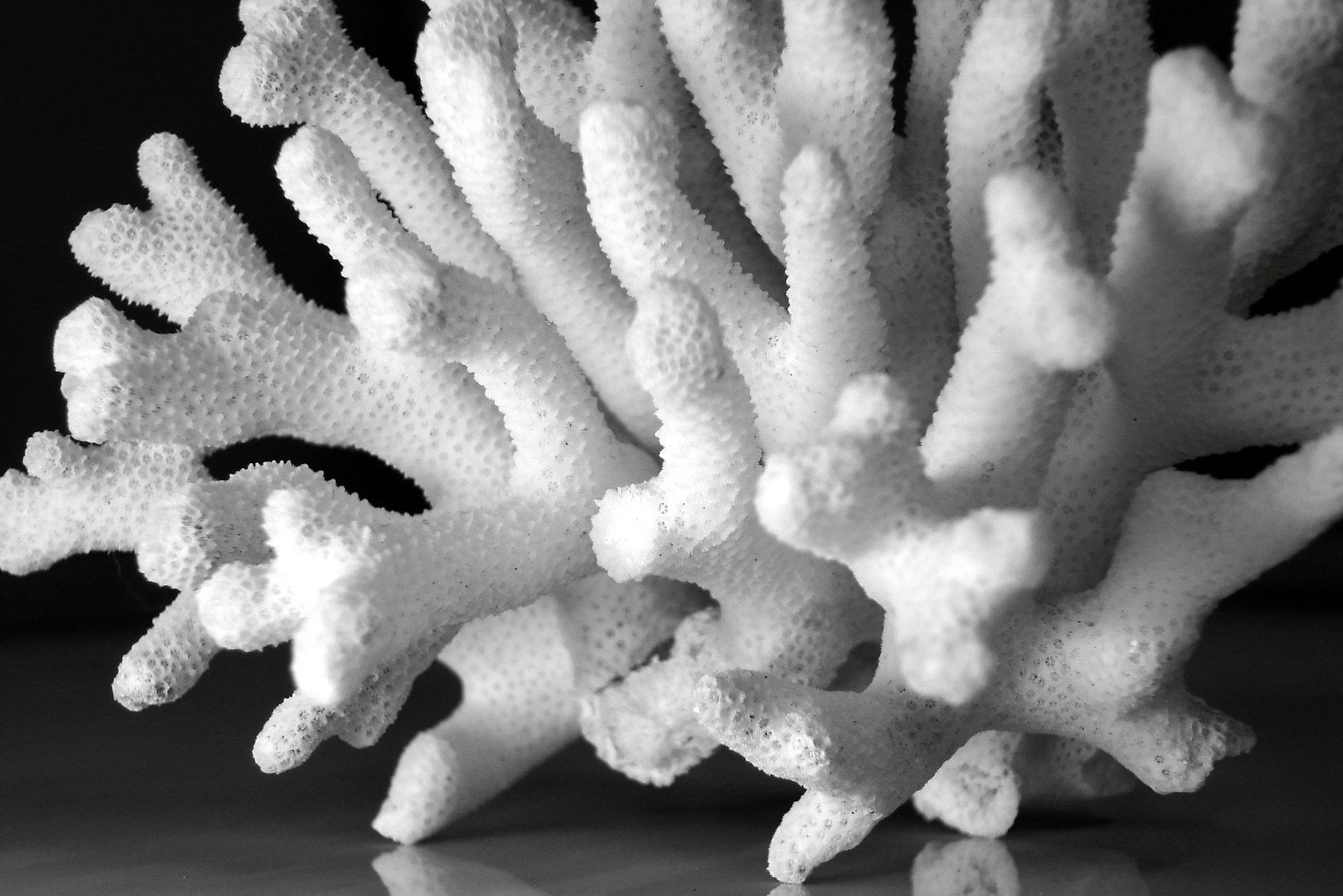 Скелет коралла. Белый коралл Санго. Скелет мадрепорового коралла. Карбонат кальция кораллы. Кораллы сухие белые.