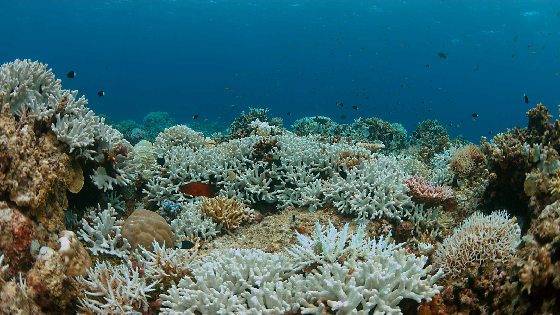 Сообщество коралловых рифов