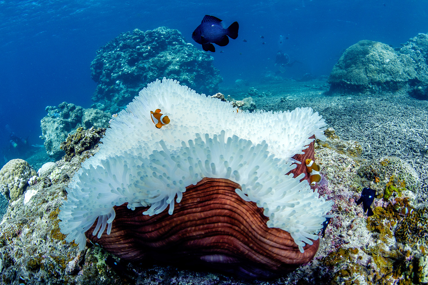 Кораллы Окинавы