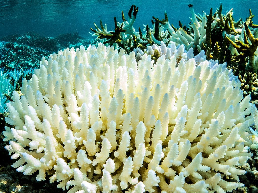 Белые кораллы с водорослями