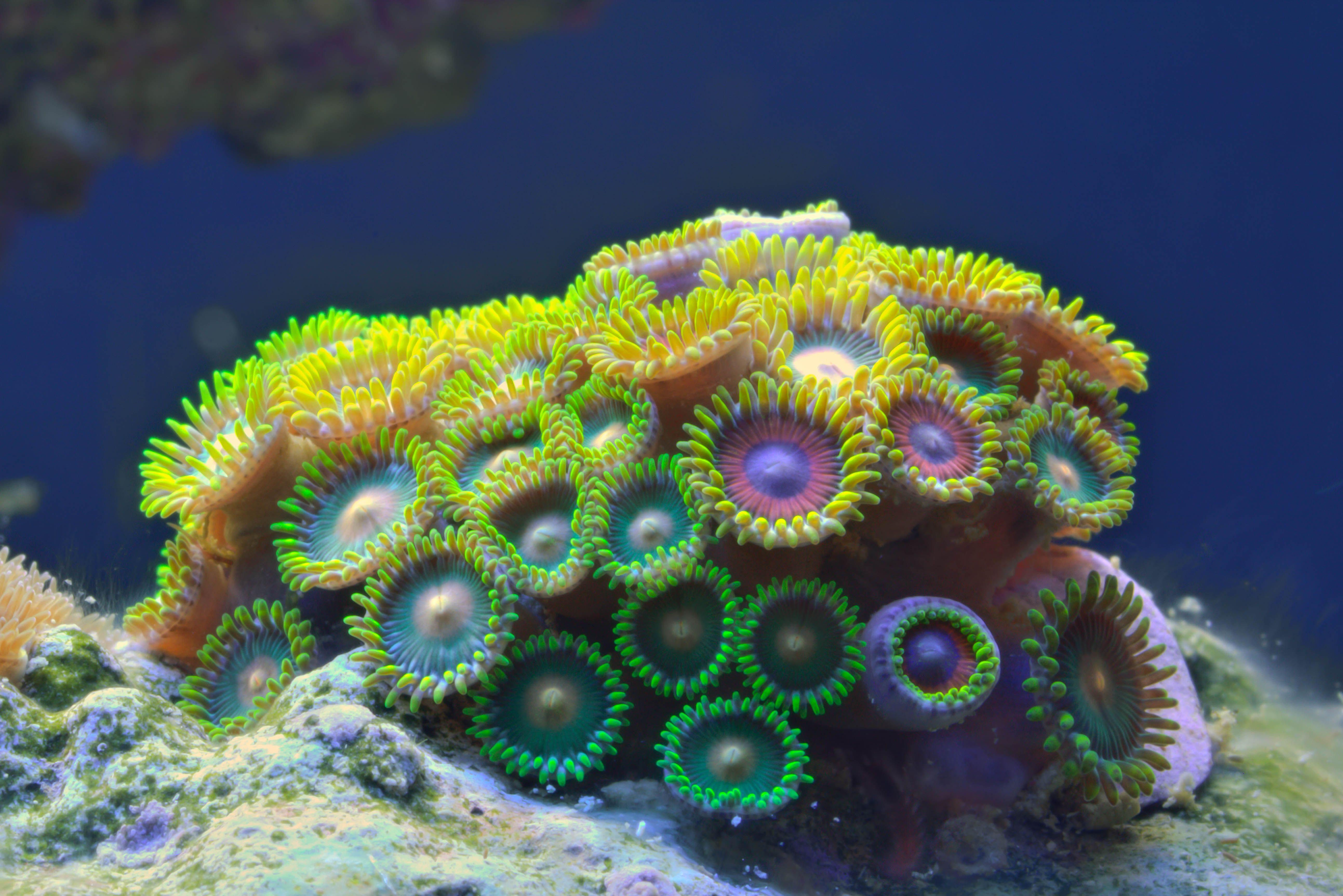 Coral video. Шестилучевые коралловые полипы. Зоантусы могикан. Коралловый полип Зоантарии. Агава зоантусы.