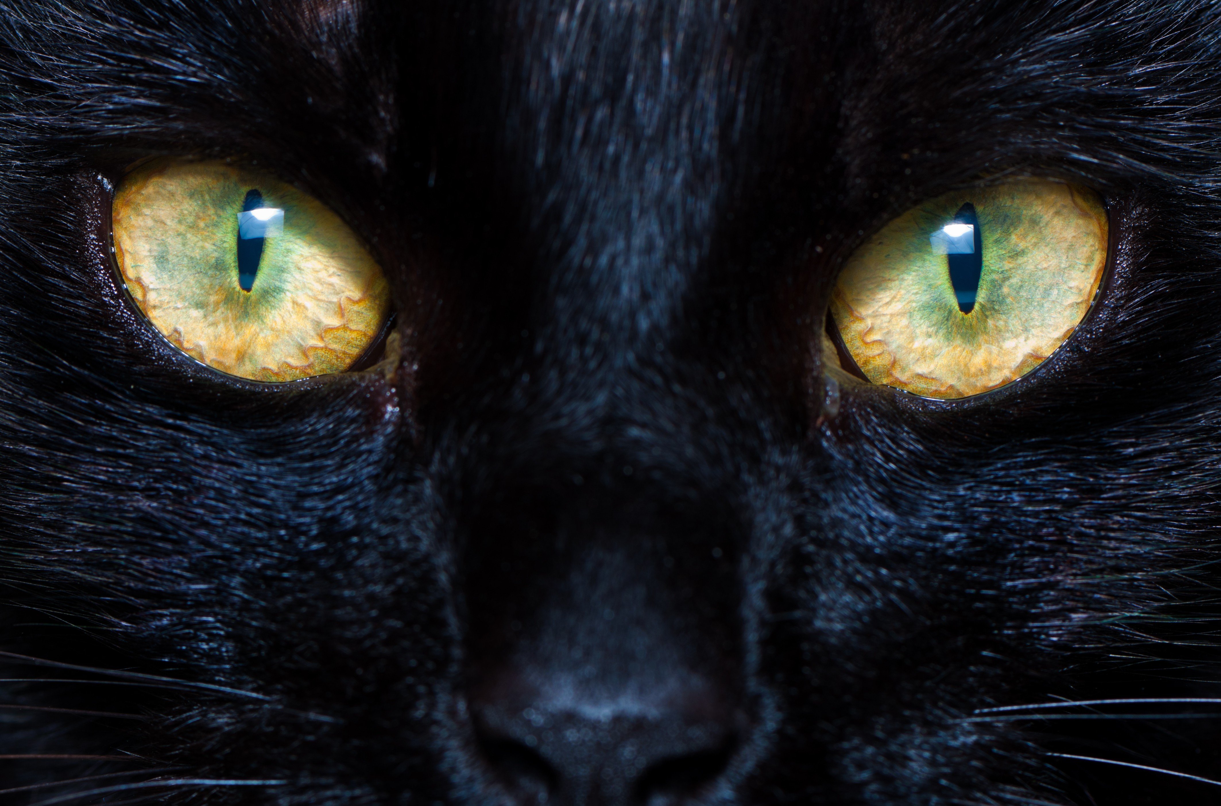 Глаза котов