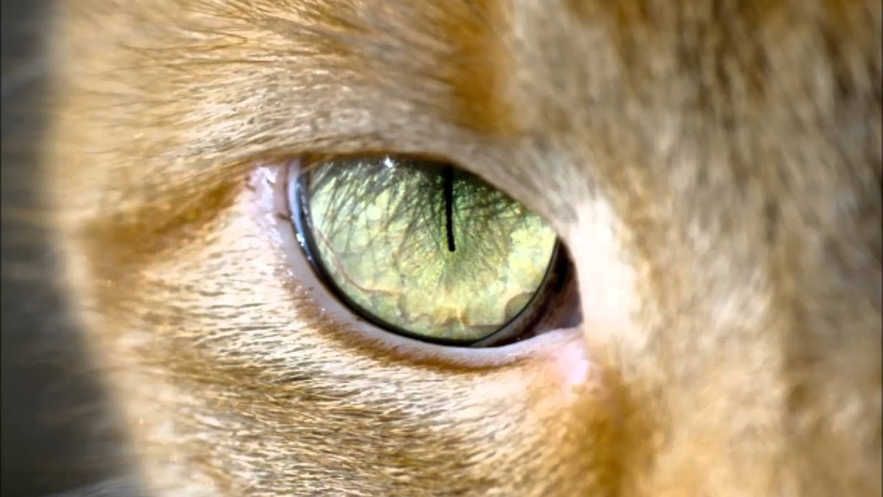 Кошкин глаз фото кота