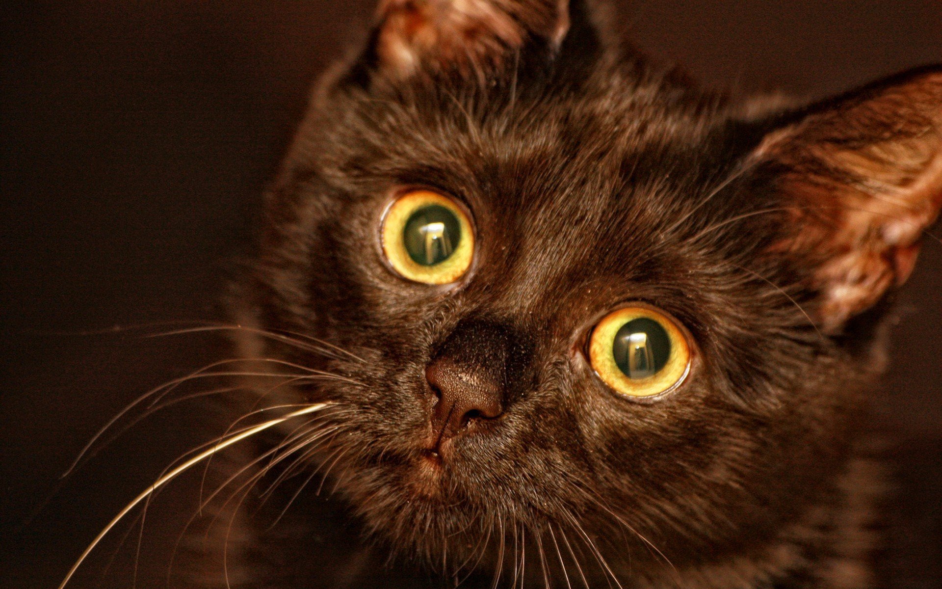 Кошка с карими глазами