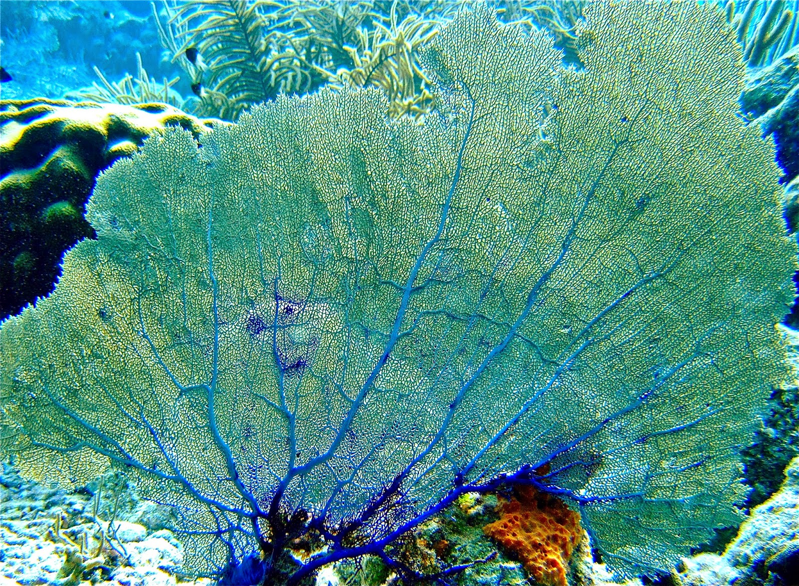 Змеевидные кораллы