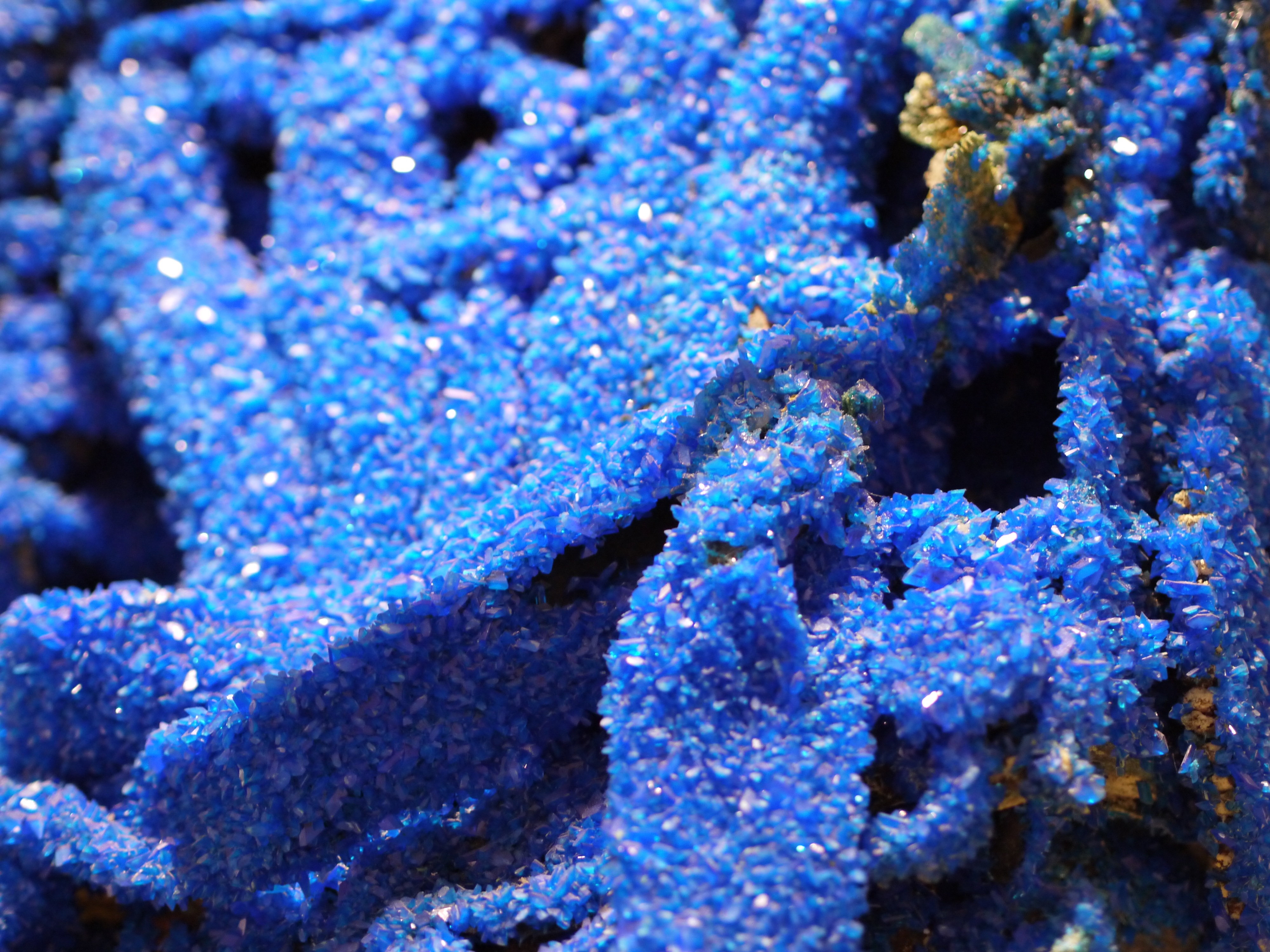 Синий коралл