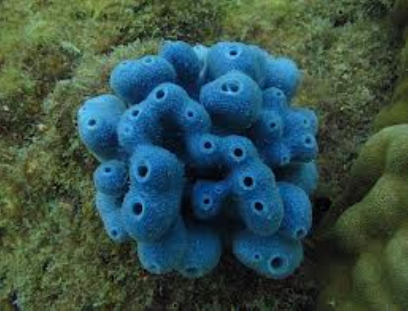 Голубой коралл