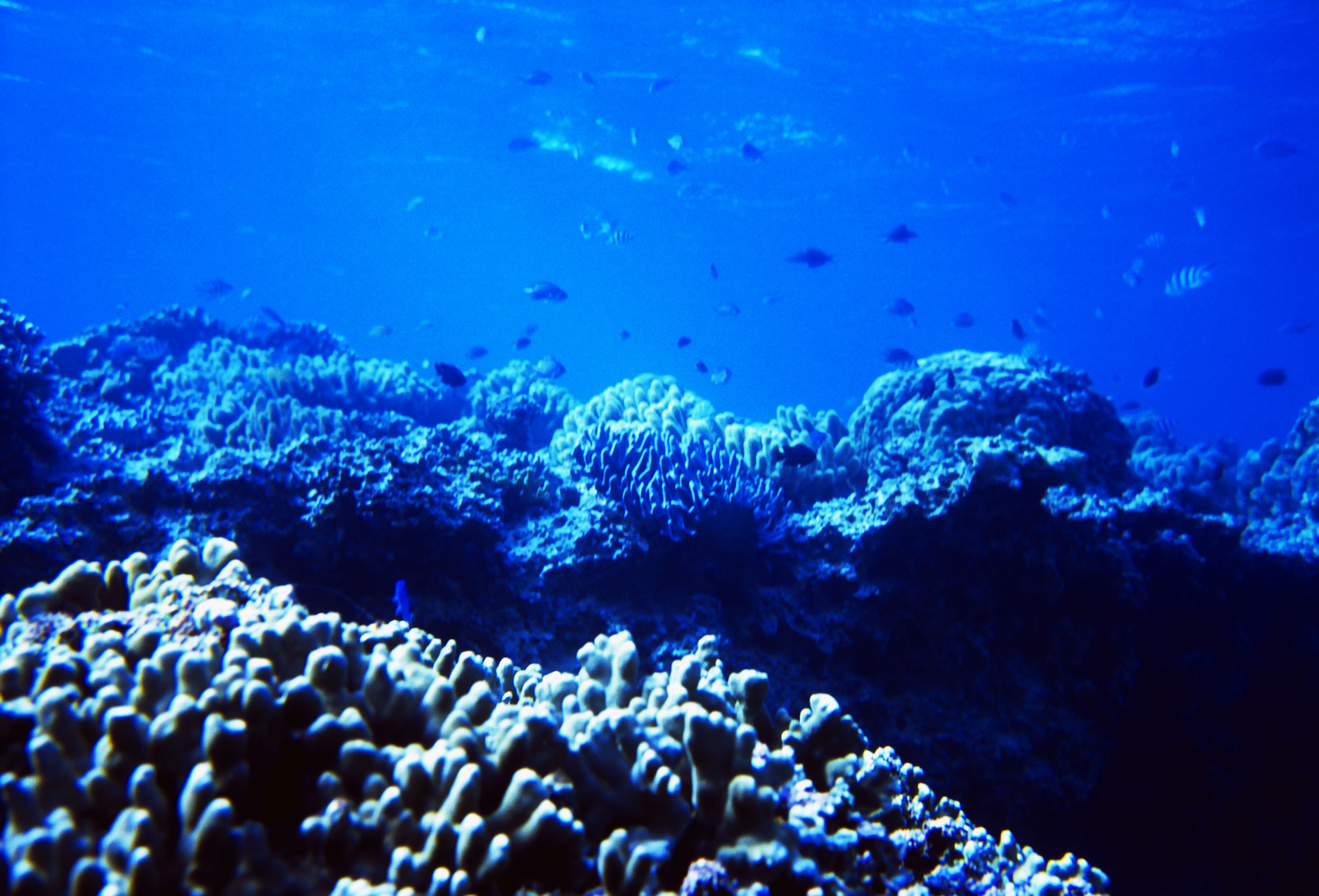 Кораллы Окинавы