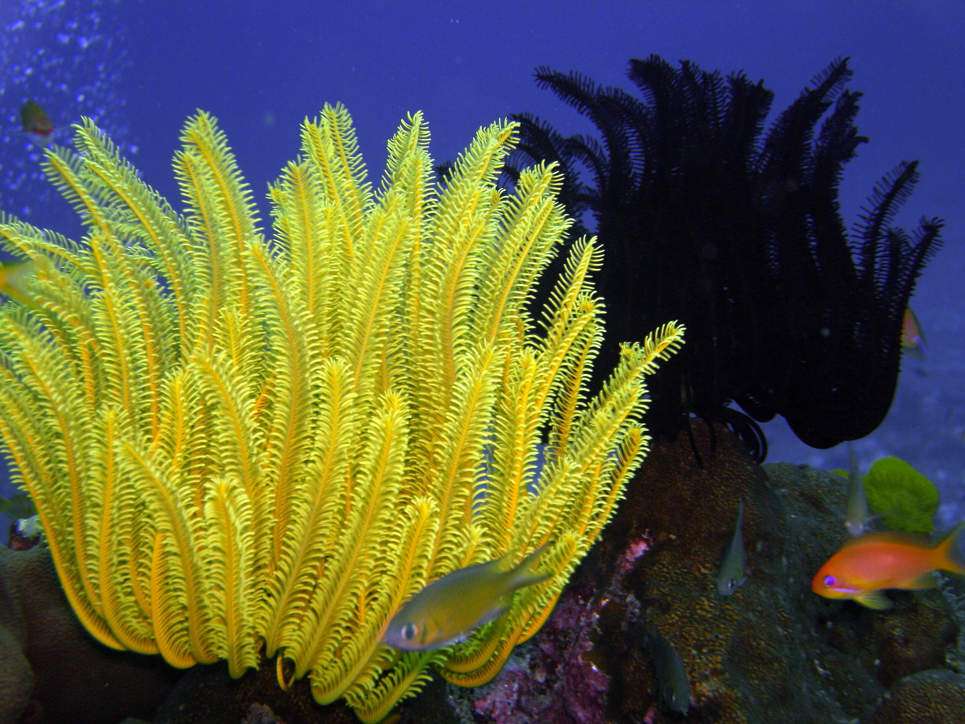 Цветок коралл фото