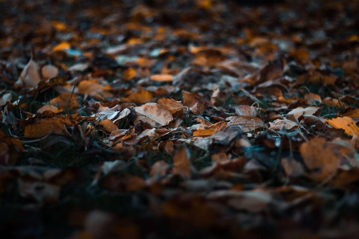 опавшие осенние листья фотография