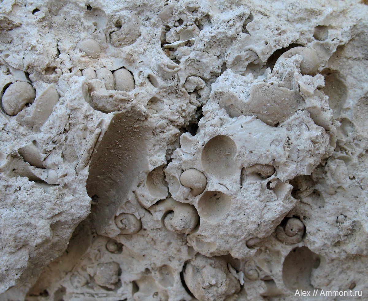 На фотографии представлен фрагмент ракушечника породы содержащей окаменелости животных