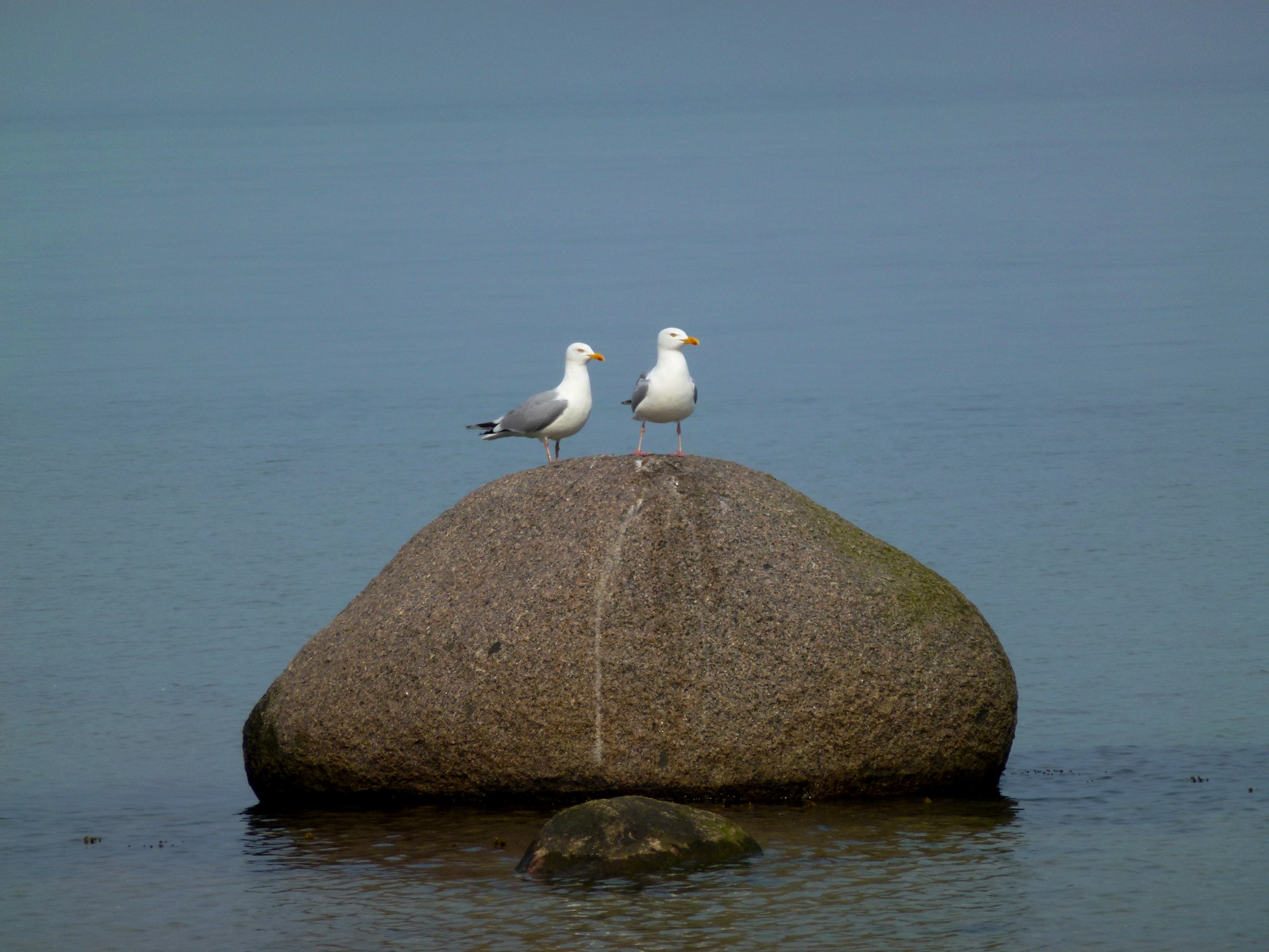 Чайки балтийского моря