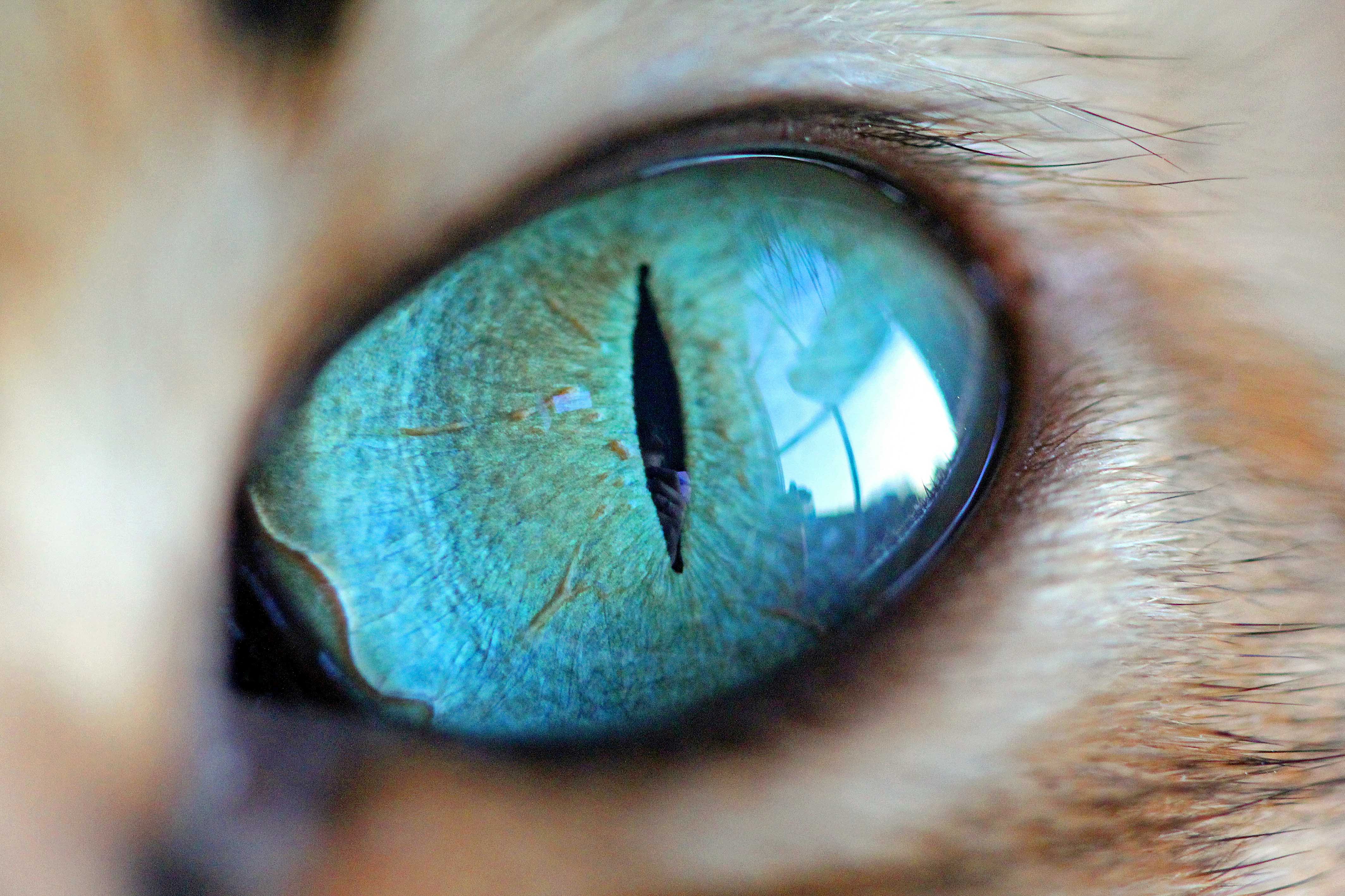 кошкины глаза картинки