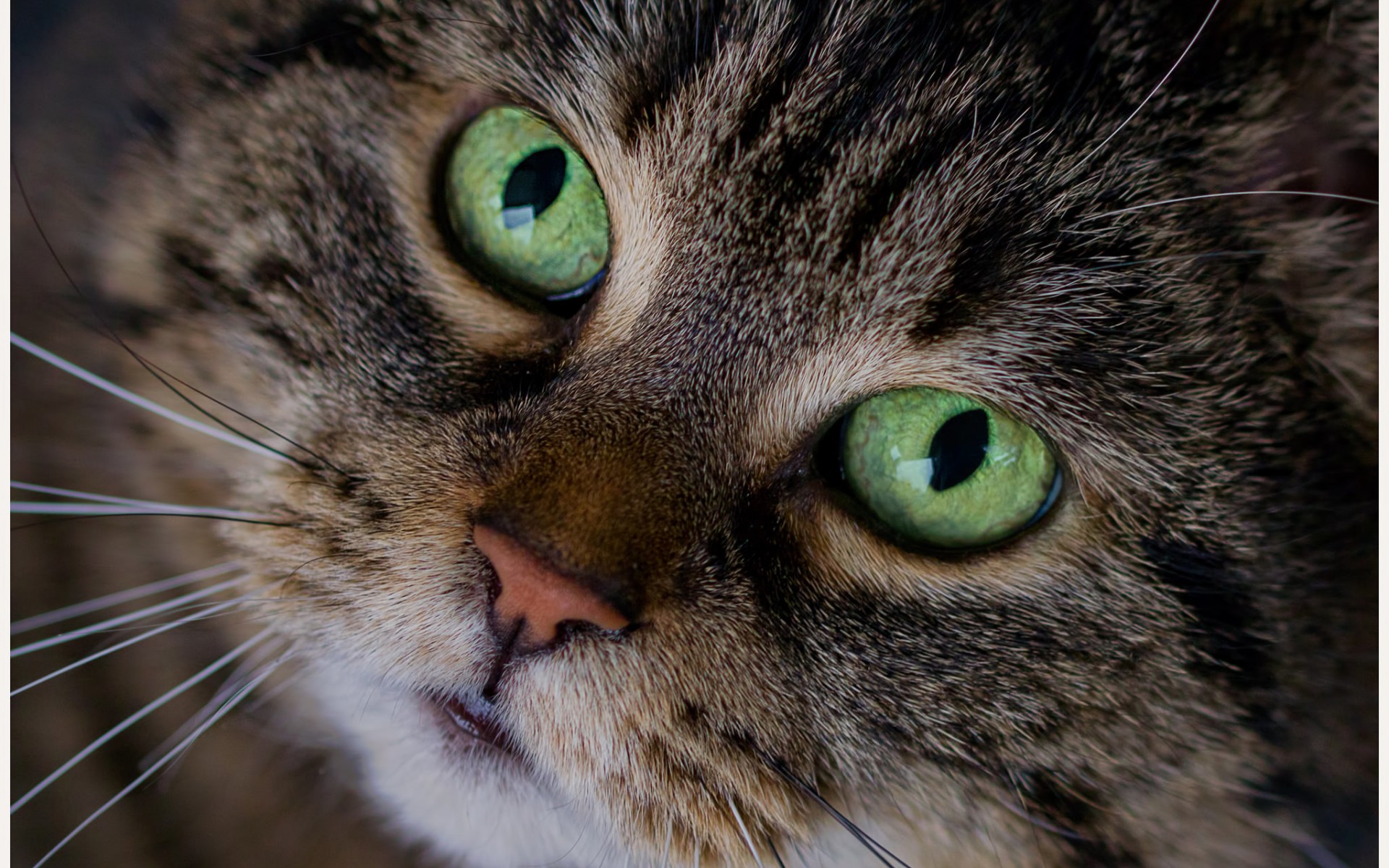 глаза котиков картинки
