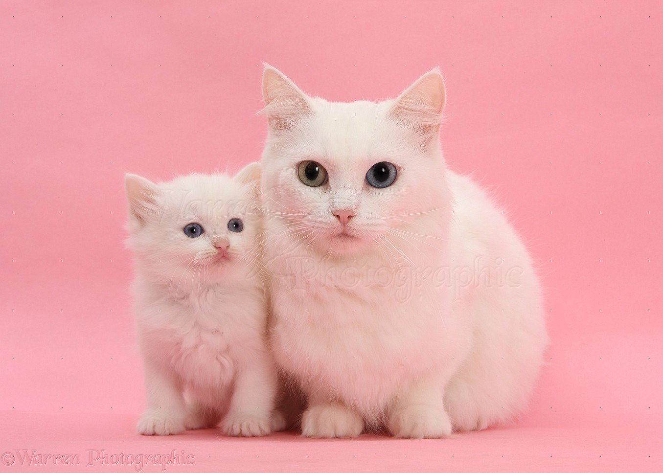 Розовые кошки порода