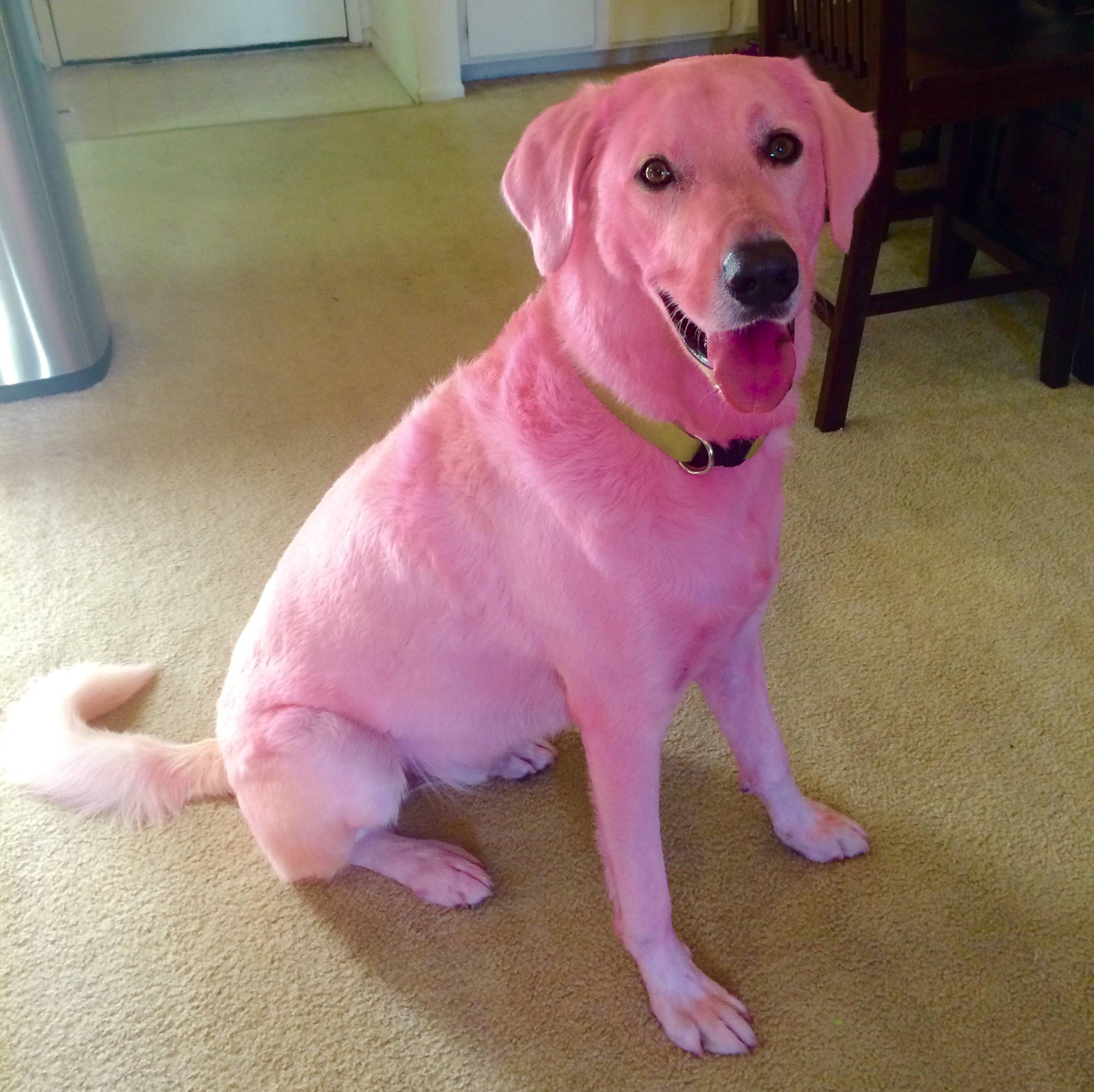 Розовый лабрадор. Розовая собака. Розовый щенок. Розовый ретривер.