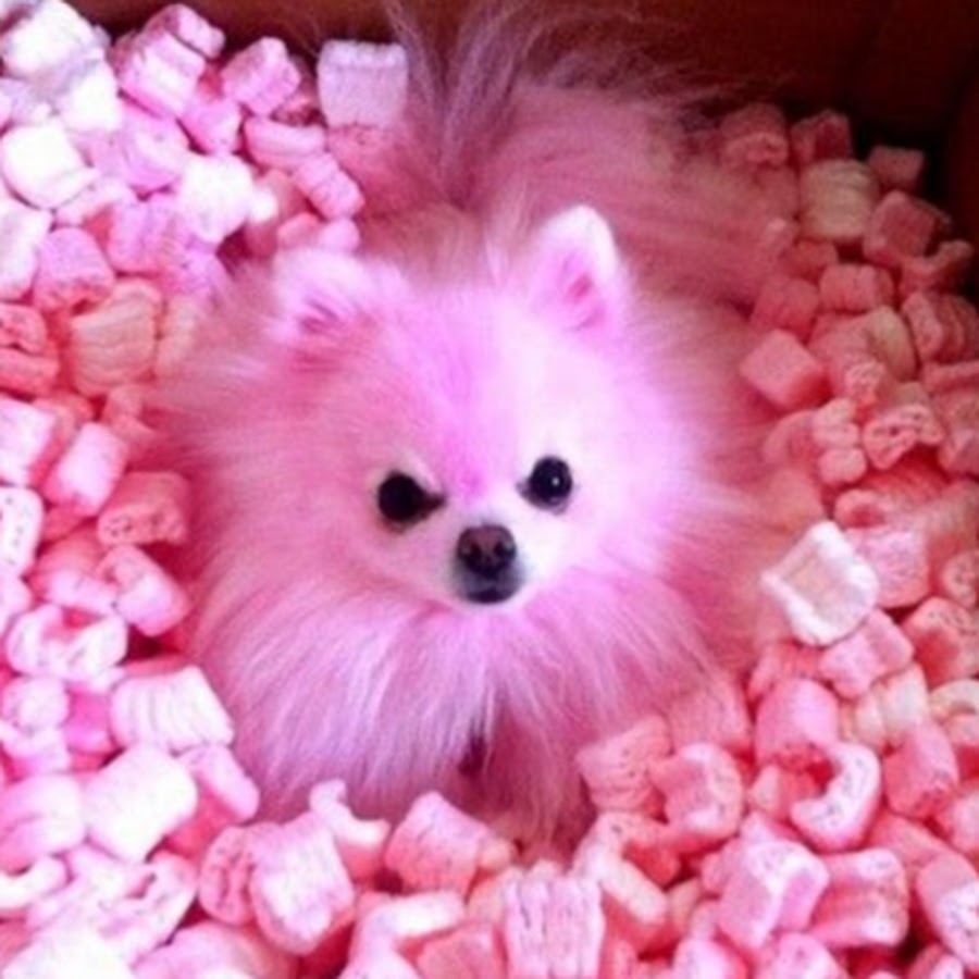 Розовый шпиц щенок