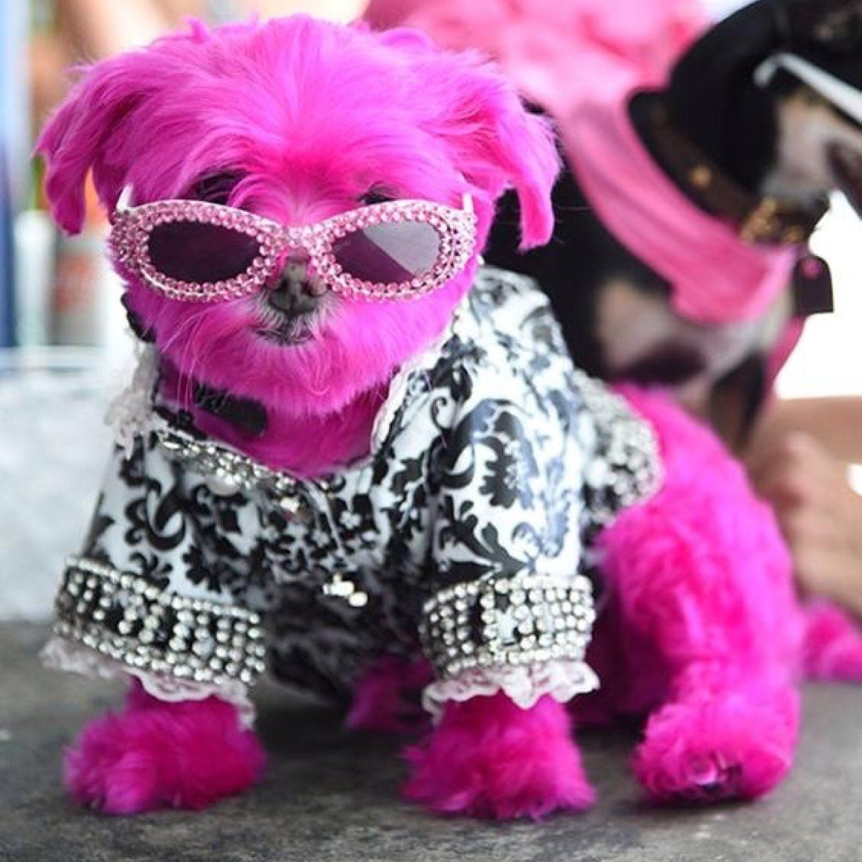 Включи пуделя. Розовая собака. Модные собаки. Розовый пудель. Гламурные собачки.
