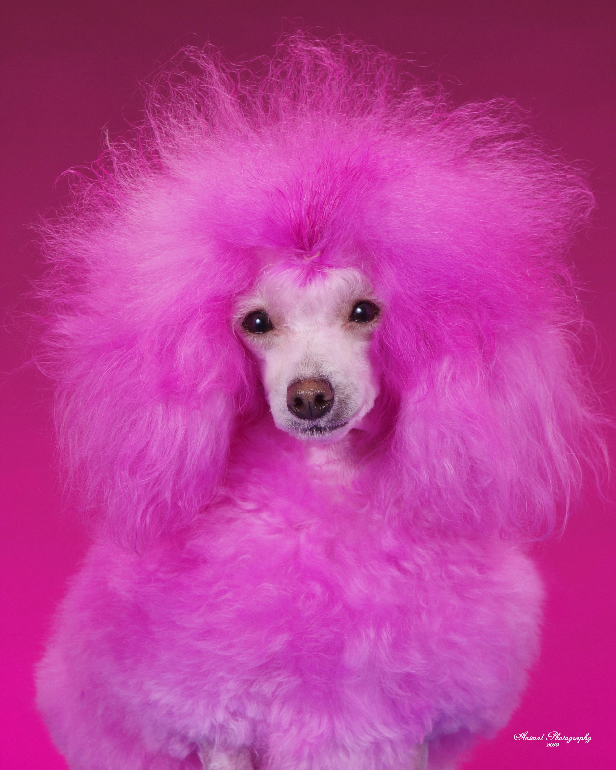 розовые собаки фото