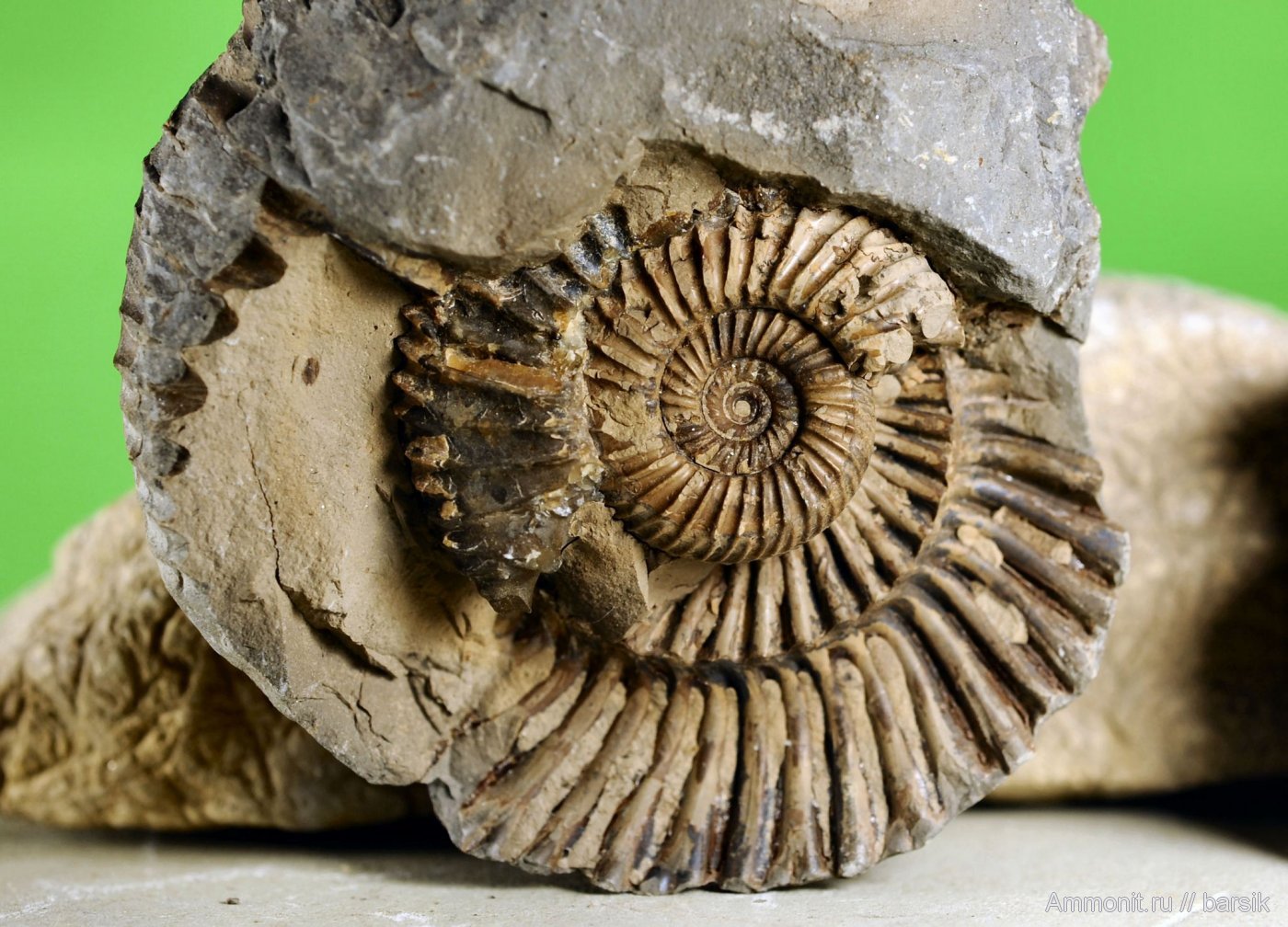 На фотографии представлен фрагмент ракушечника породы содержащей окаменелости животных