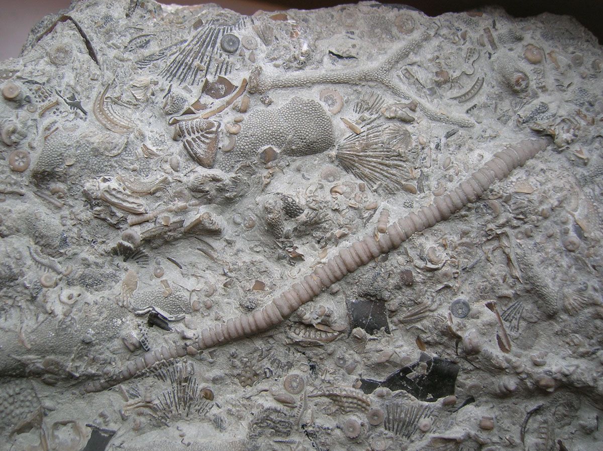 Какие породы образуются из останков живых. Окаменелости аммониты и белемниты. Окаменелости трубчатые черви. Криноидеи ордовика. Древнее море Тетис окаменелости.