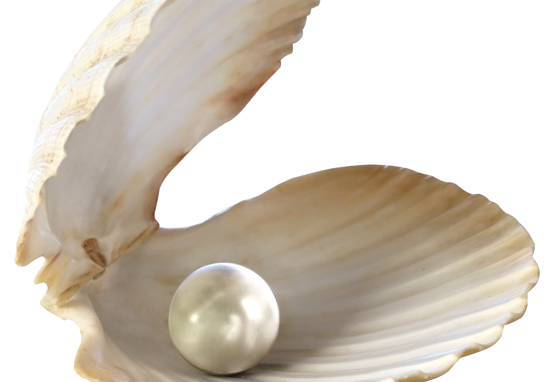 Люллинская Жемчужина. Морская Жемчужница моллюск. Жемчуг в ракушке. Морские раковины с жемчугом. Берилова ракушка