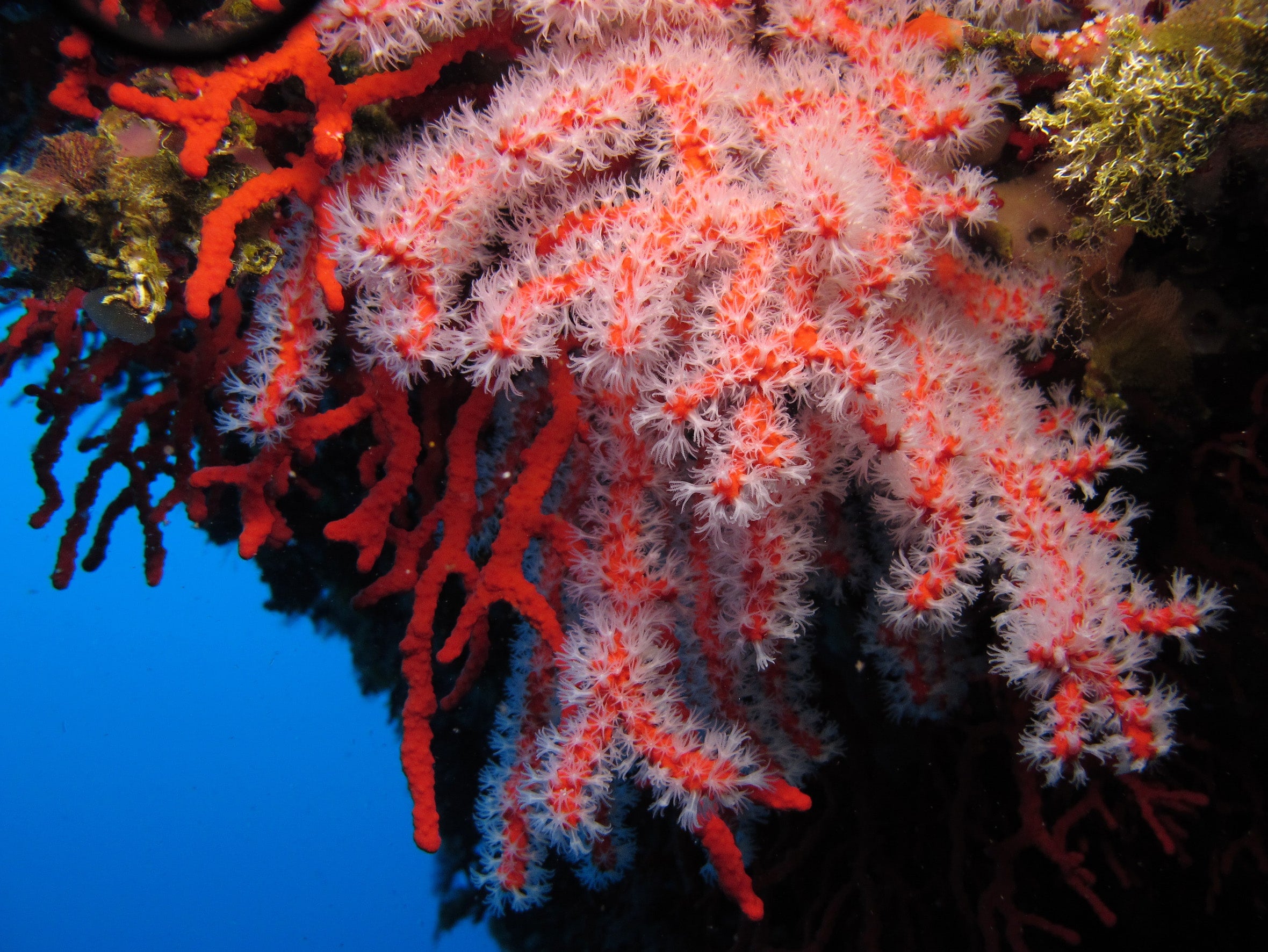 Скелет коралла. Красный коралл Кишечнополостные. Шестилучевые коралловые полипы. Коралловые полипы рифы. Красный коралл Средиземное море.