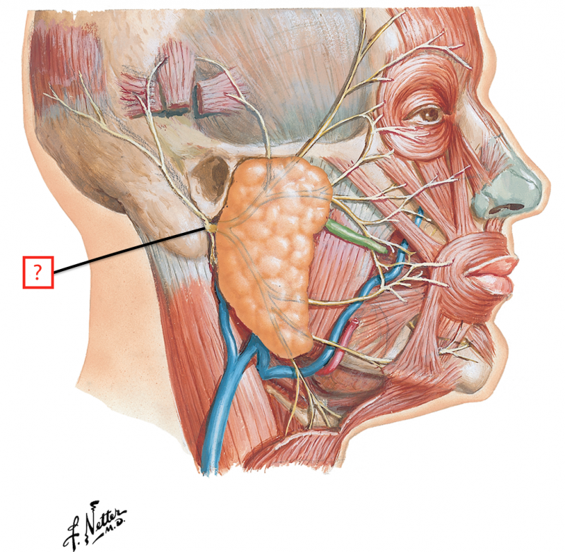 Околоушная железа строение. Околоушная слюнная железа анатомия топография. Структура околоушной слюнной железы. Проток околоушной железы анатомия. Топография околоушной железы.
