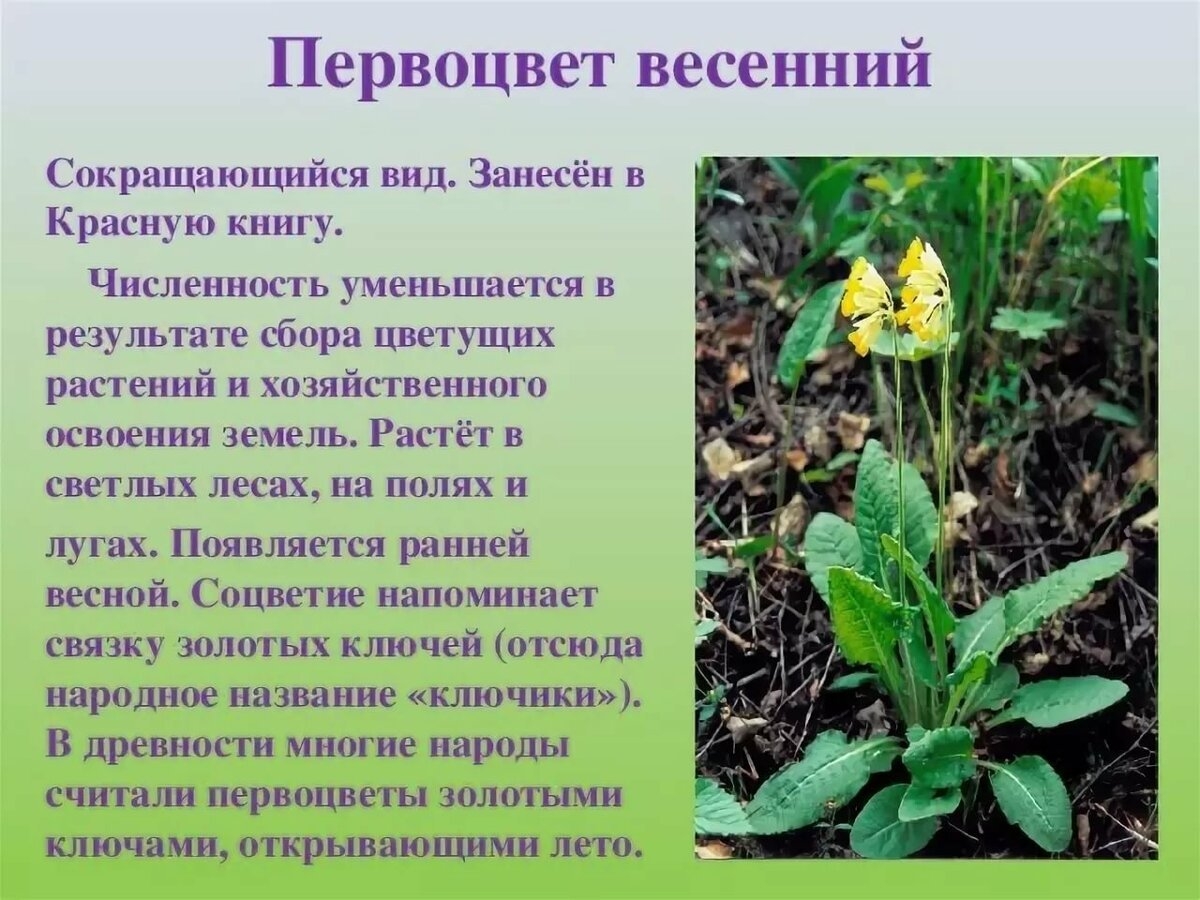 Растения Башкортостана Занесенные В Красную
