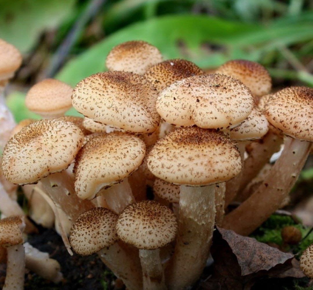 показать фото съедобных грибов